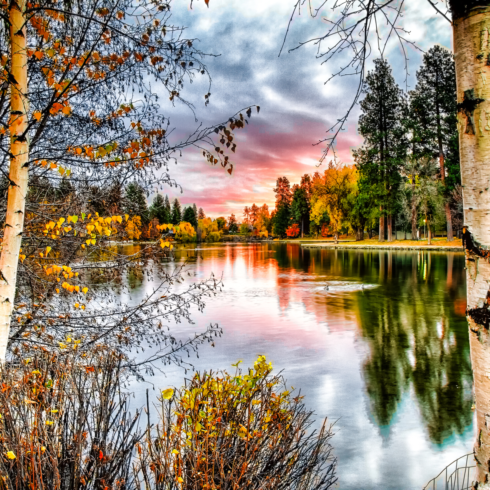 Laden Sie das Landschaft, Herbst, Birken, Holz, Birke, Erde/natur-Bild kostenlos auf Ihren PC-Desktop herunter