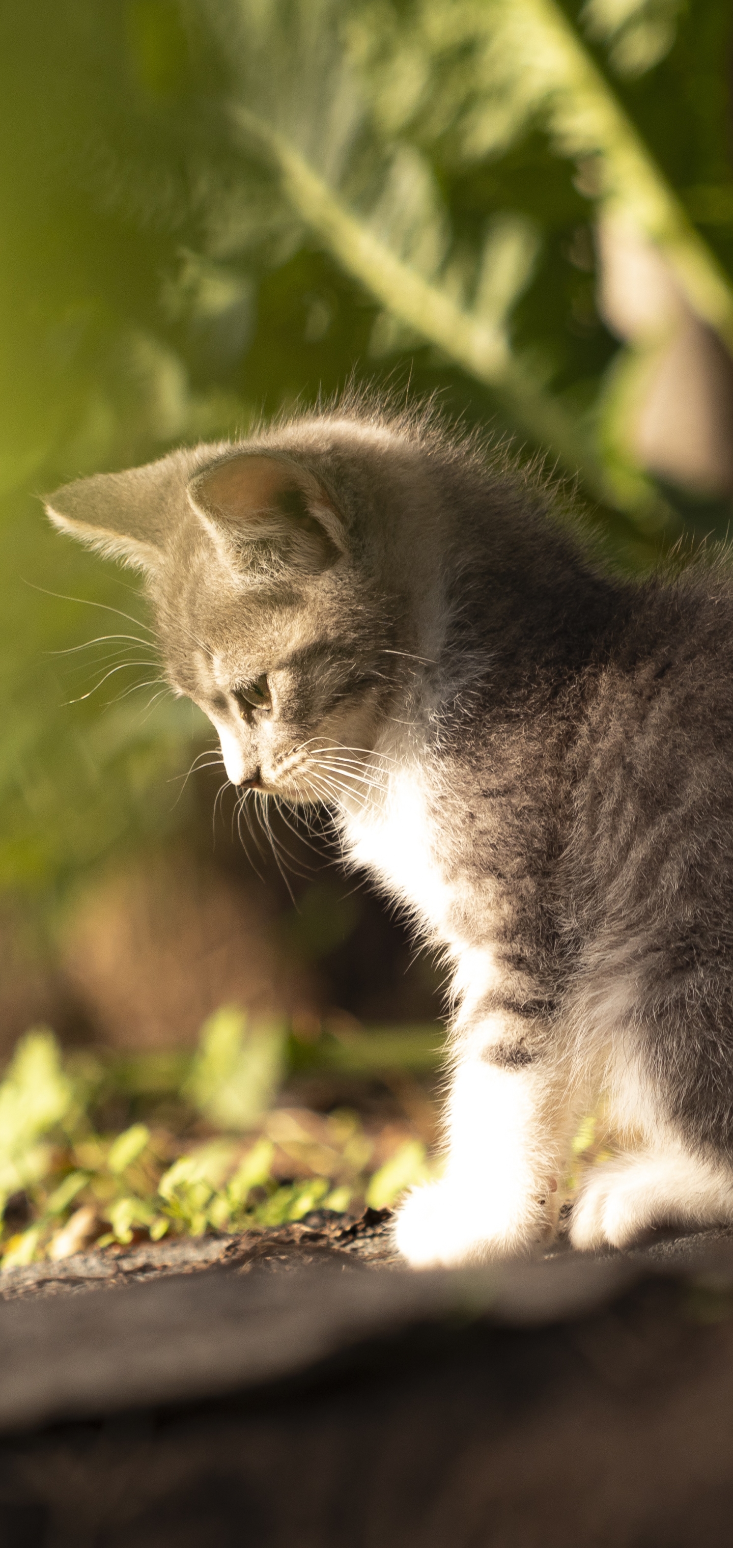 無料モバイル壁紙動物, ネコ, 猫, 子猫, 赤ちゃん動物をダウンロードします。