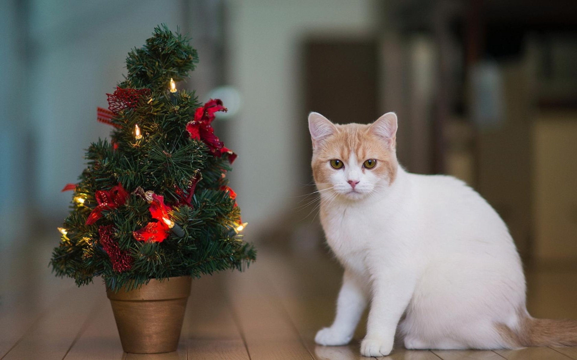 Baixar papel de parede para celular de Animais, Gato gratuito.