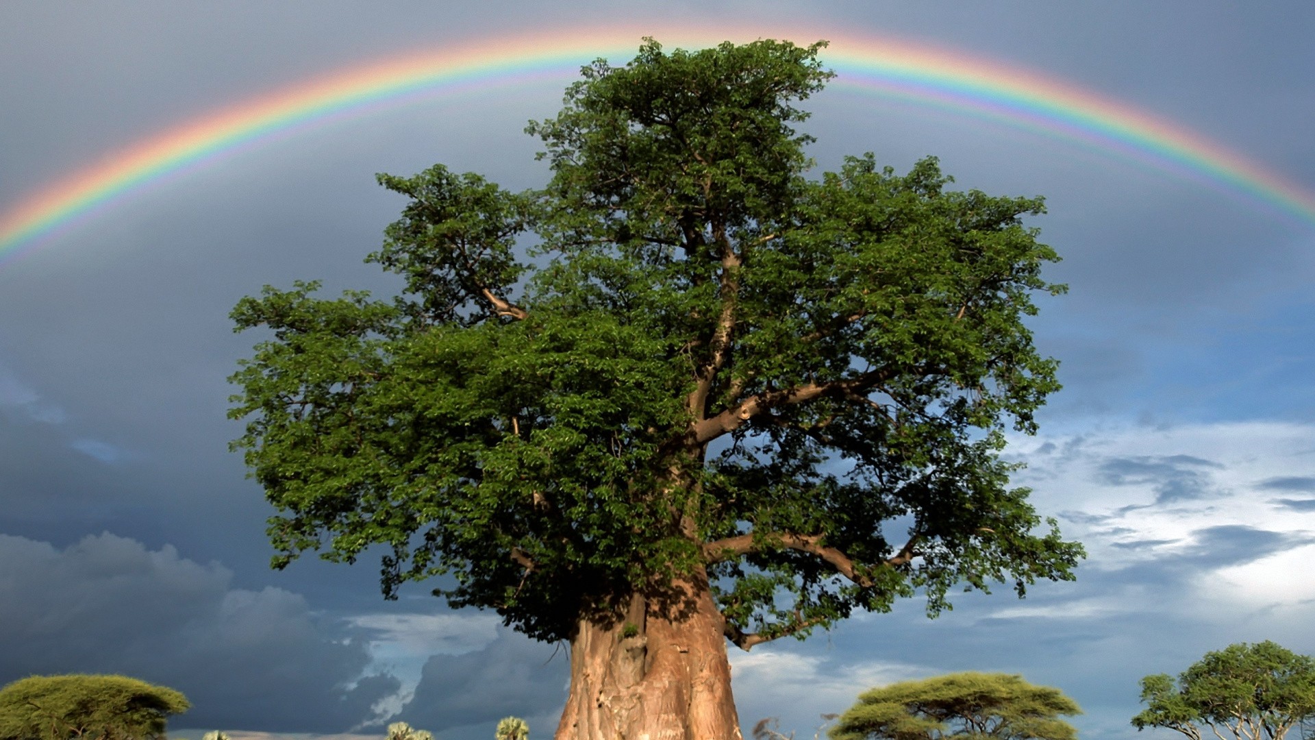 743345 descargar fondo de pantalla tierra/naturaleza, arco iris, arbol del baobab, verde, cielo, árbol: protectores de pantalla e imágenes gratis