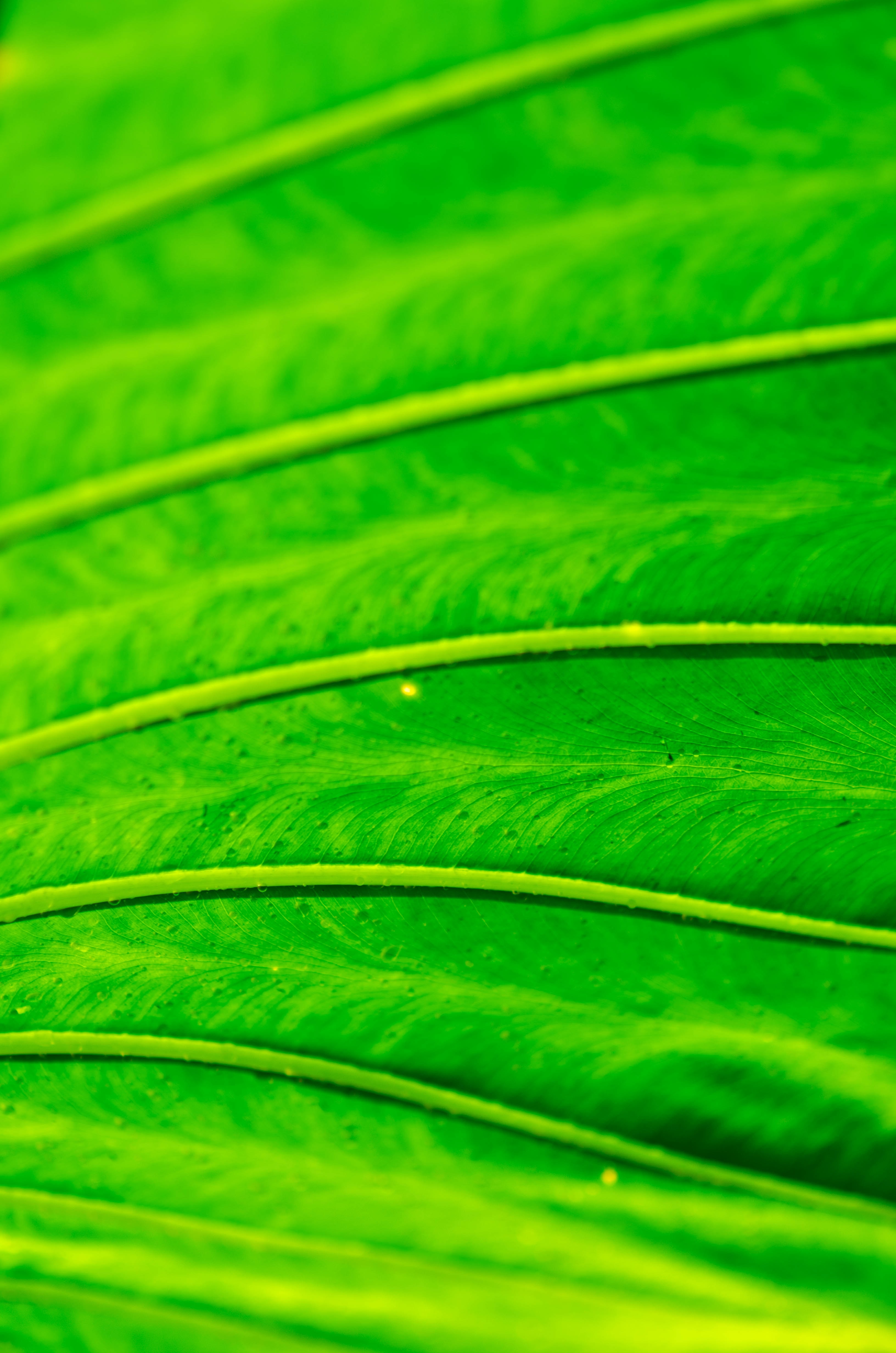 desktop Images sheet, green, macro, bright, leaf