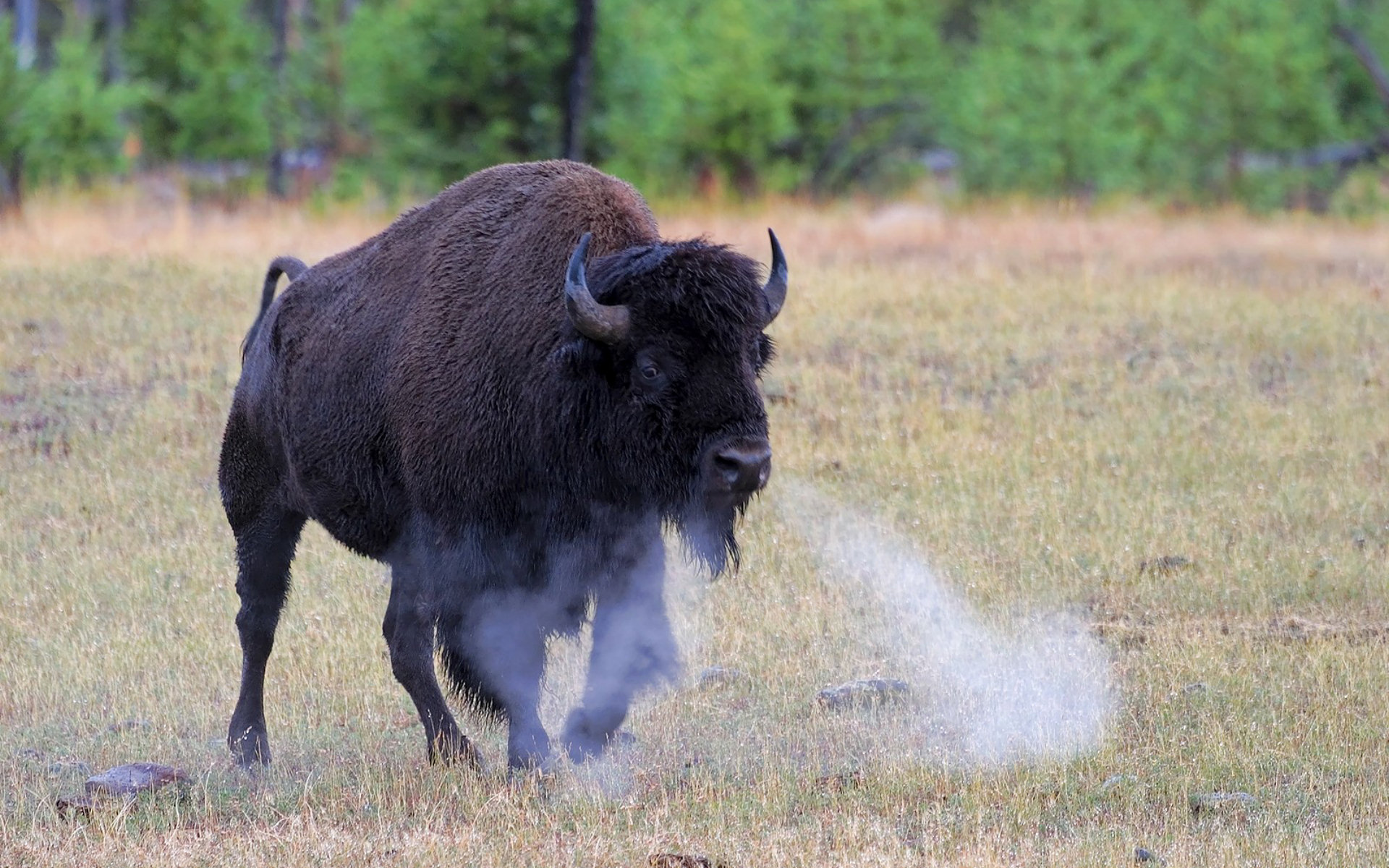 540750 Bild herunterladen tiere, amerikanischer bison - Hintergrundbilder und Bildschirmschoner kostenlos