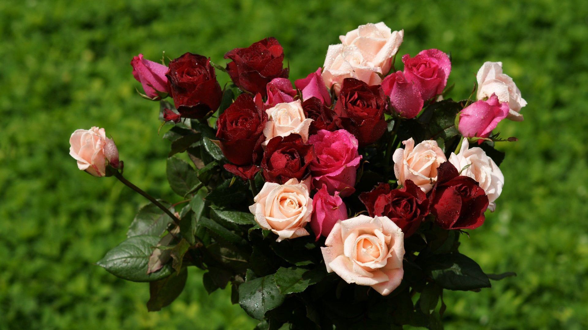 118237 скачать обои розы, разные, цветы, букет, трава, капли - заставки и картинки бесплатно