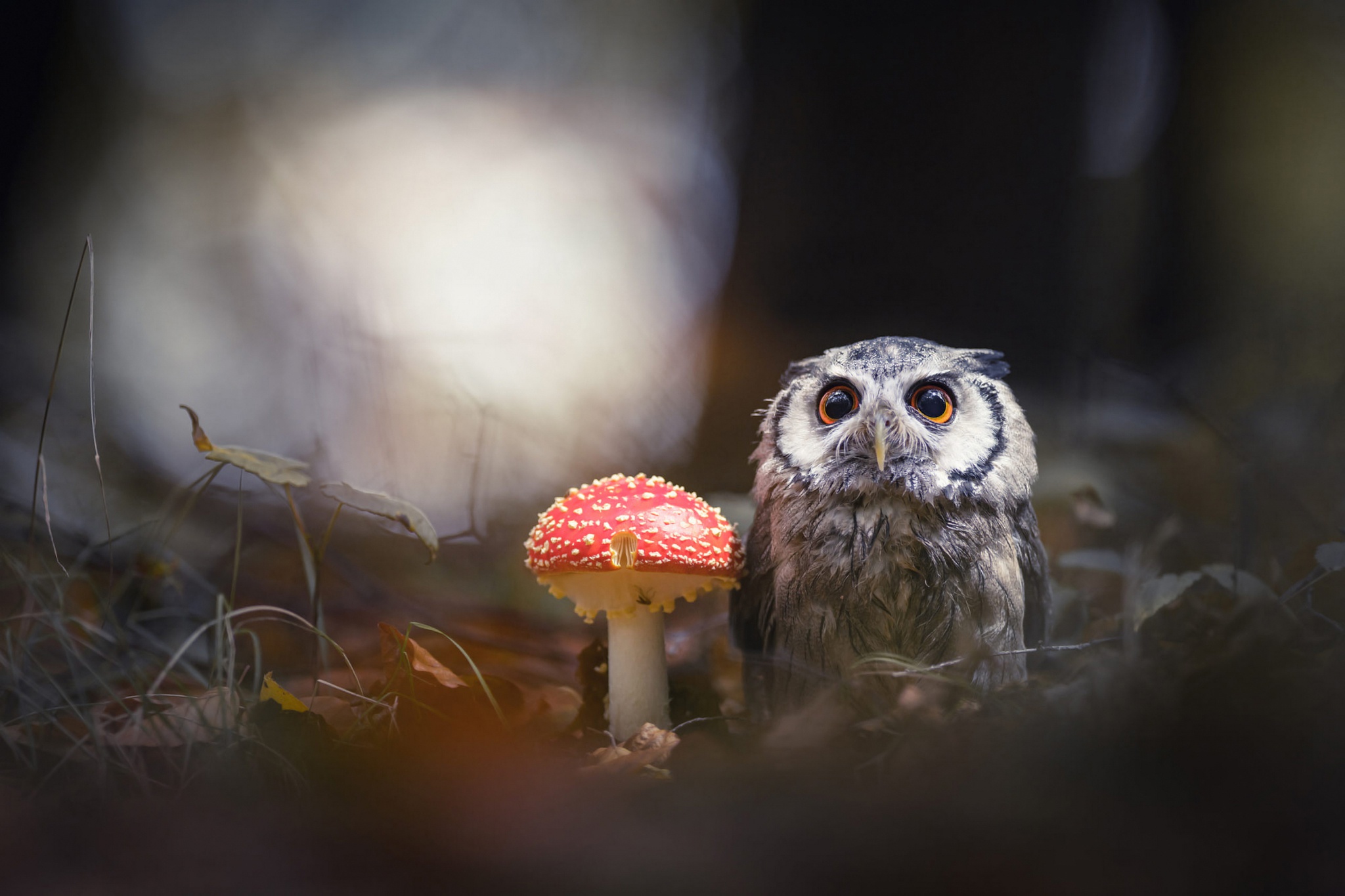 Free download wallpaper Birds, Owl, Bird, Animal, Mushroom on your PC desktop