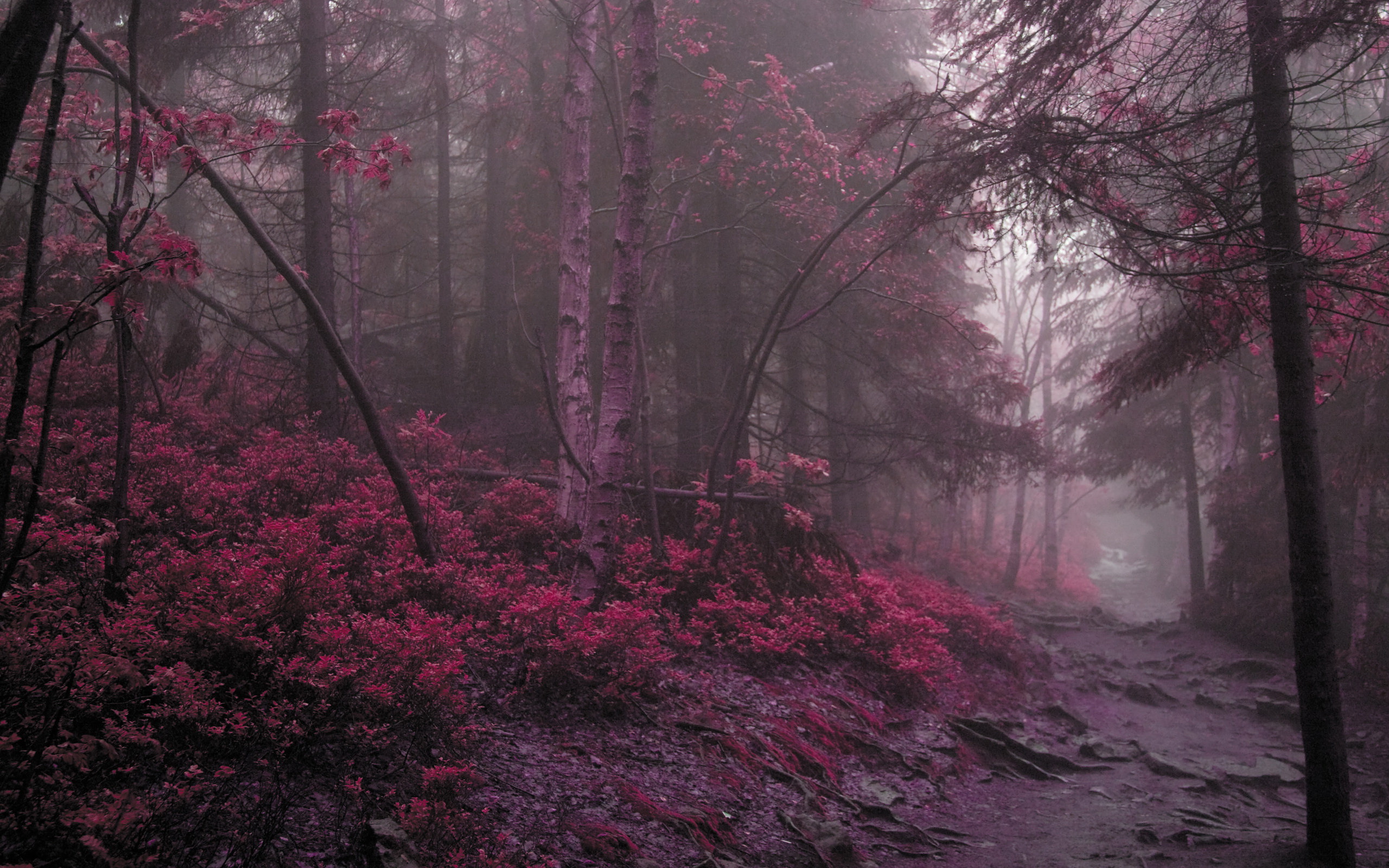 Descarga gratuita de fondo de pantalla para móvil de Bosque, Tierra/naturaleza.