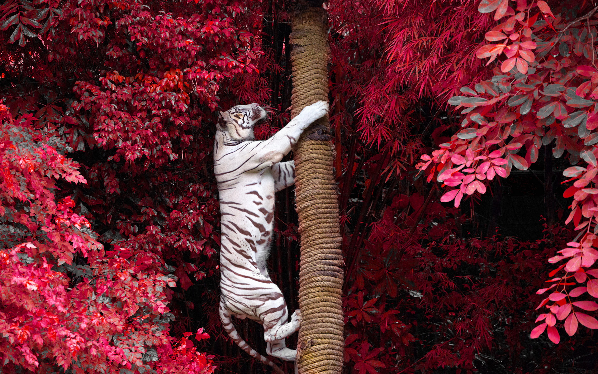 346583 завантажити картинку білий тигр, тварина, коти - шпалери і заставки безкоштовно