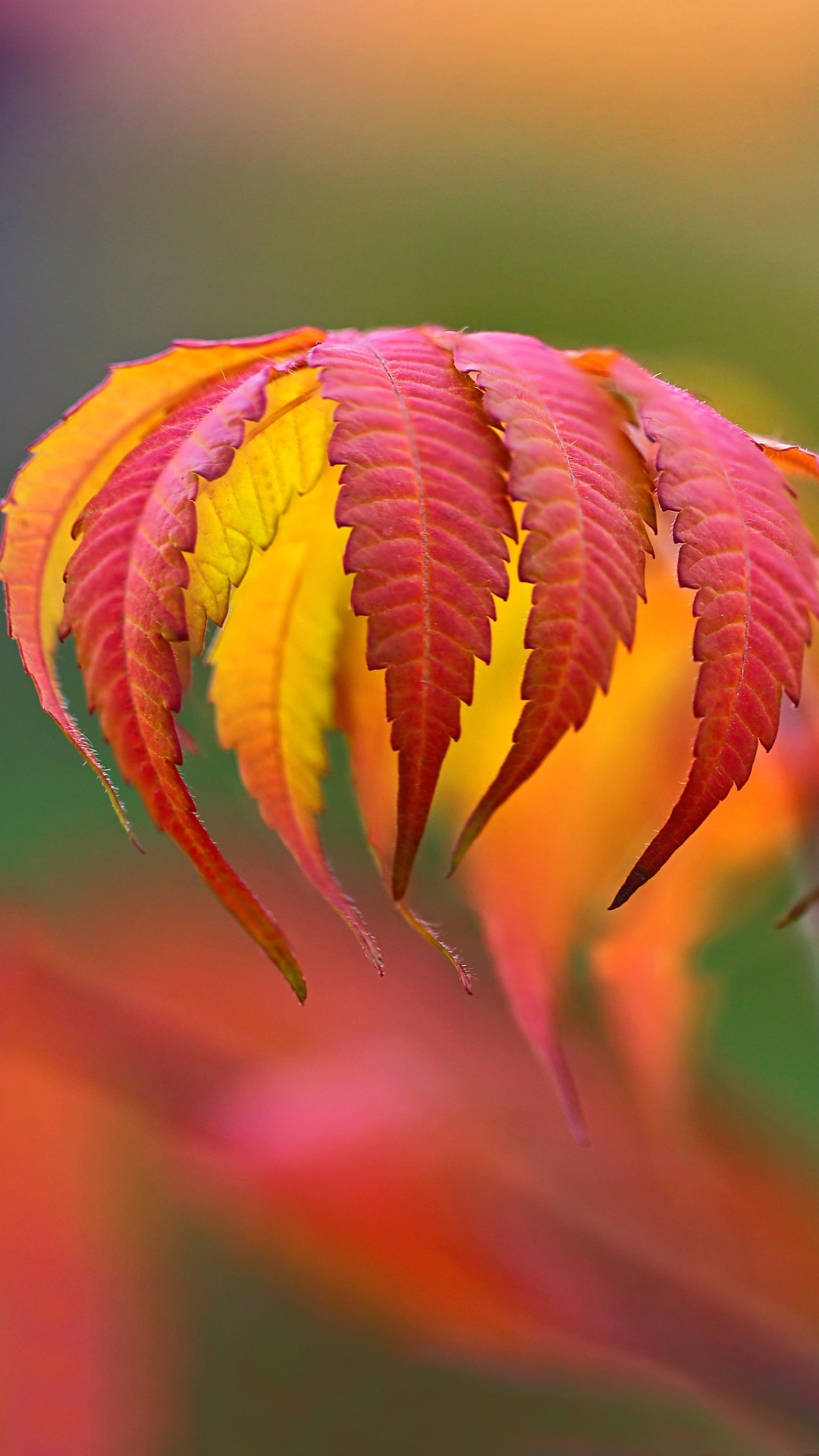 Download mobile wallpaper Macro, Leaf, Fall, Earth for free.