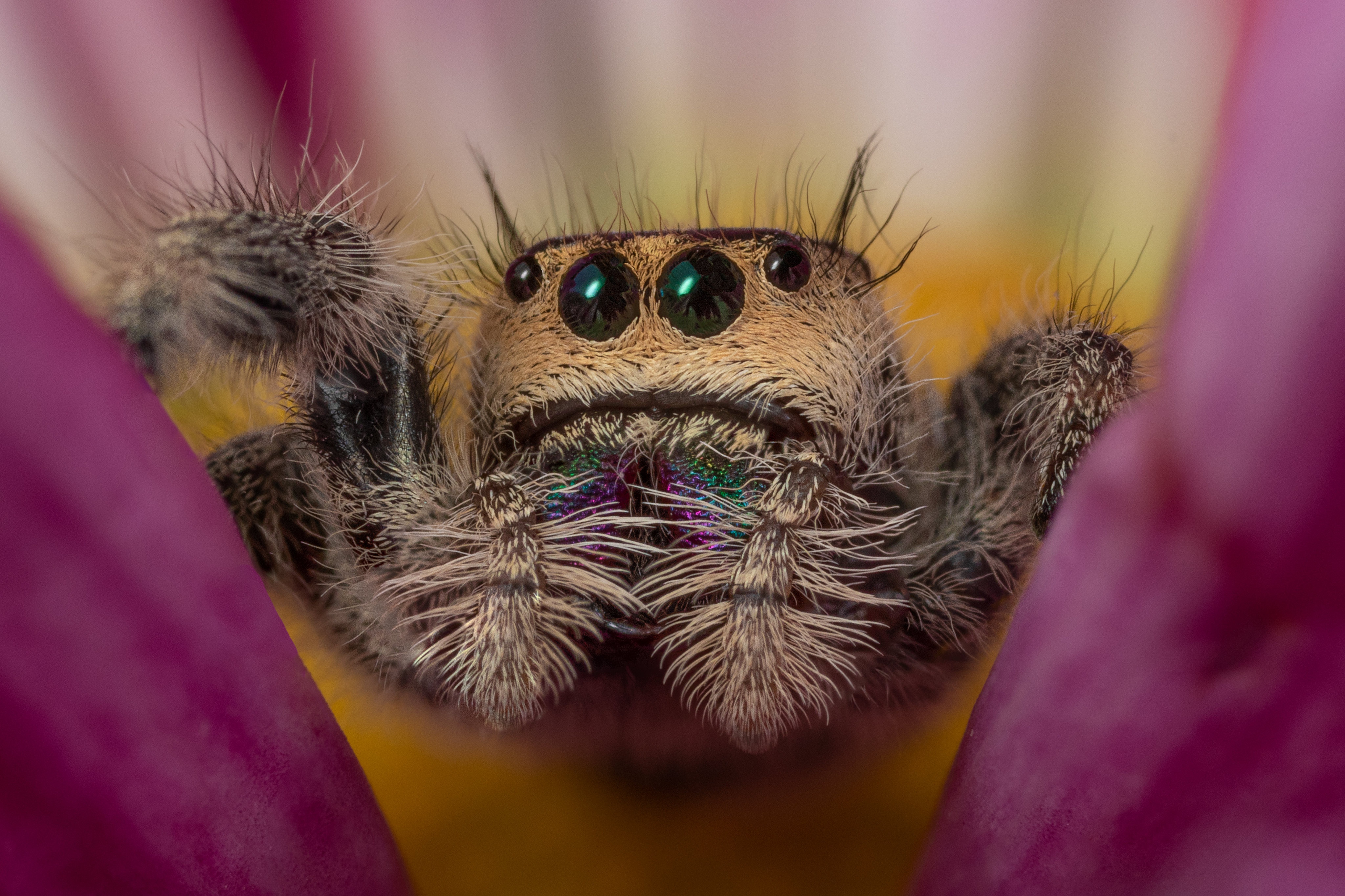 Free download wallpaper Spiders, Macro, Animal, Jumping Spider on your PC desktop