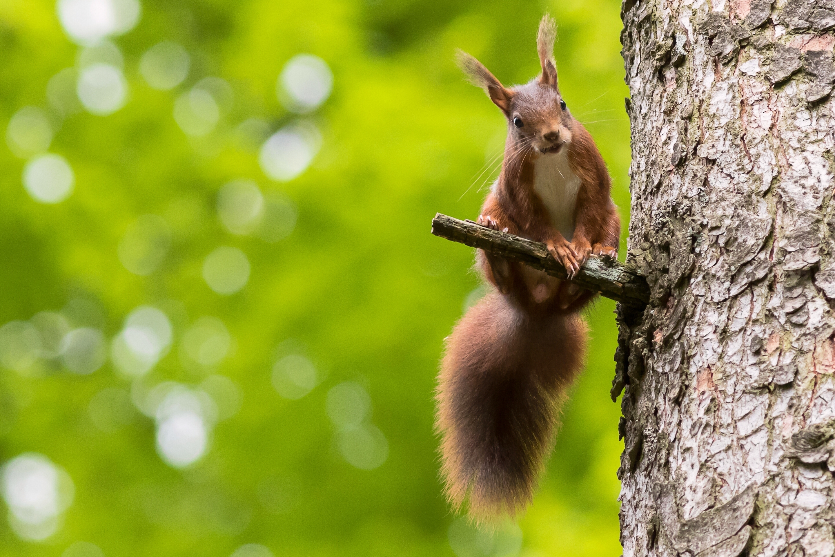 Handy-Wallpaper Tiere, Eichhörnchen, Bokeh, Nagetier kostenlos herunterladen.