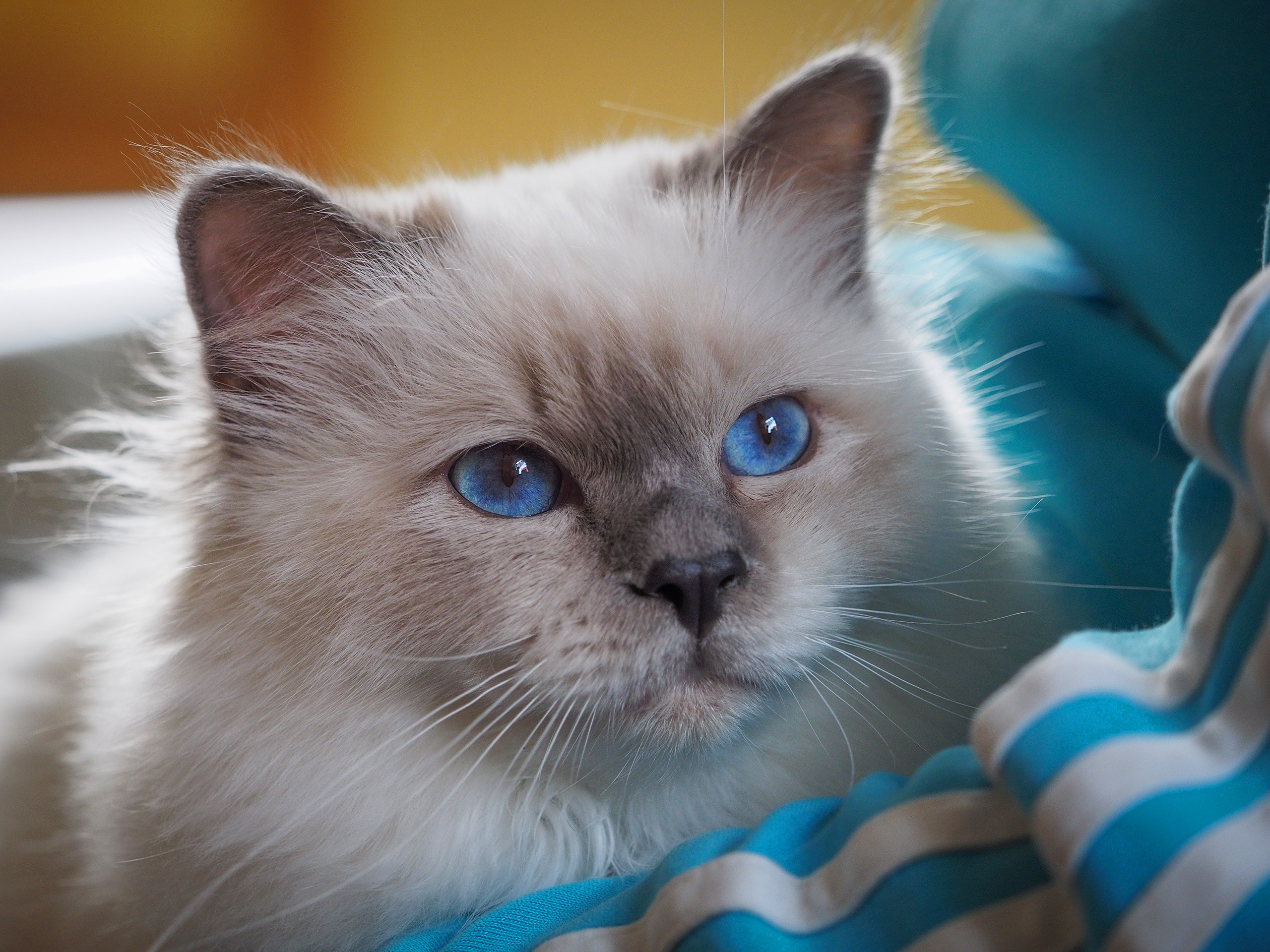 Free download wallpaper Cats, Cat, Animal, Ragdoll on your PC desktop