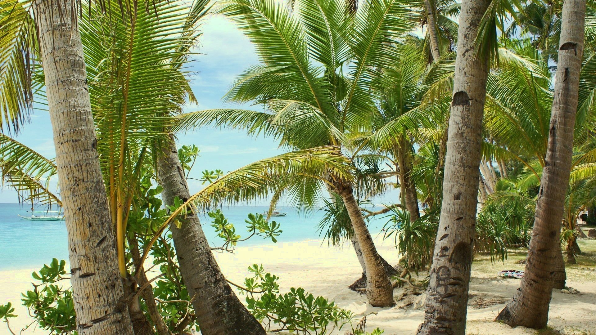 39261 завантажити шпалери пляж, пейзаж, пальми, зелений - заставки і картинки безкоштовно