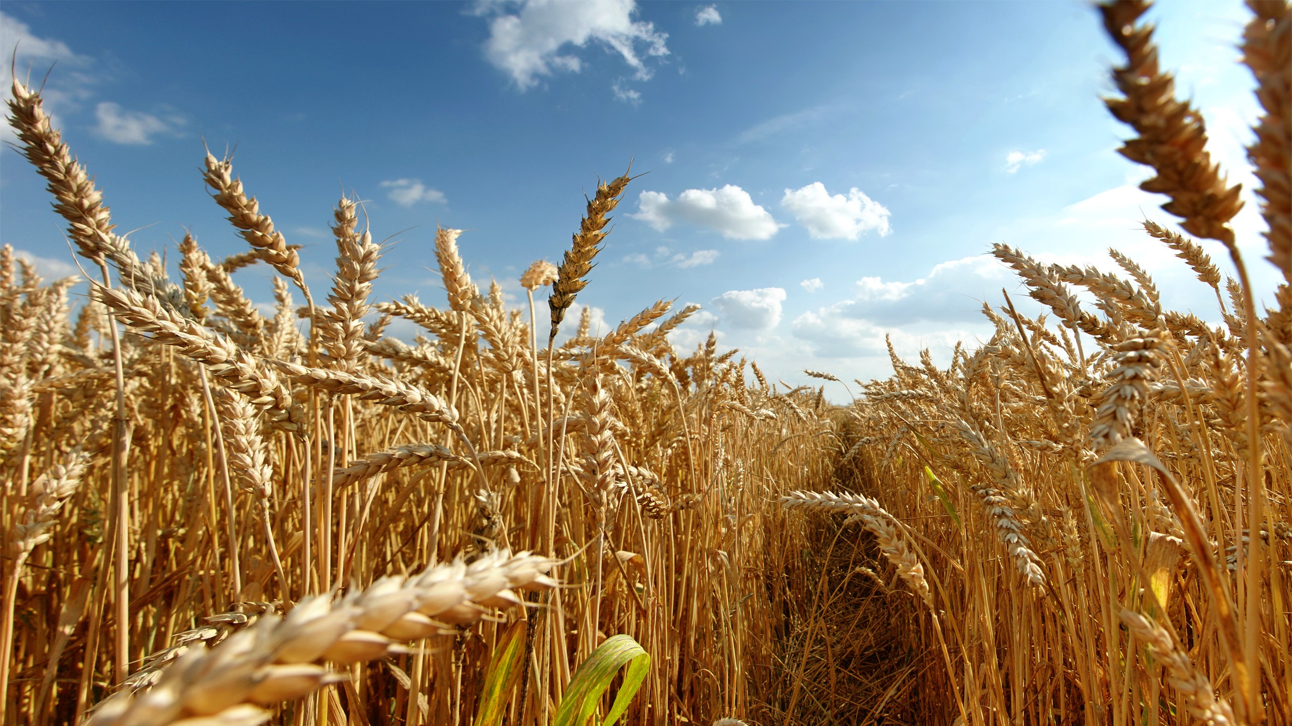 Free download wallpaper Wheat, Earth, Field on your PC desktop