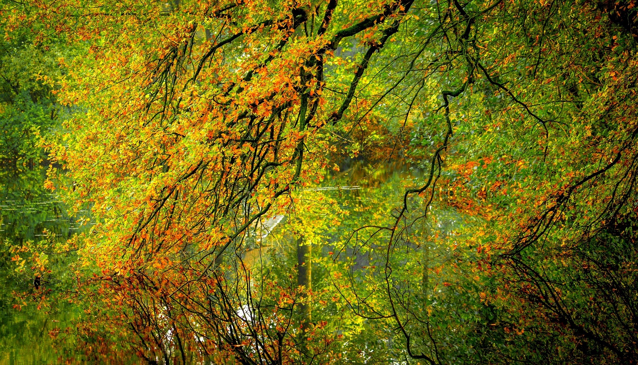 Handy-Wallpaper Herbst, Ast, Teich, Erde/natur, Spiegelung kostenlos herunterladen.