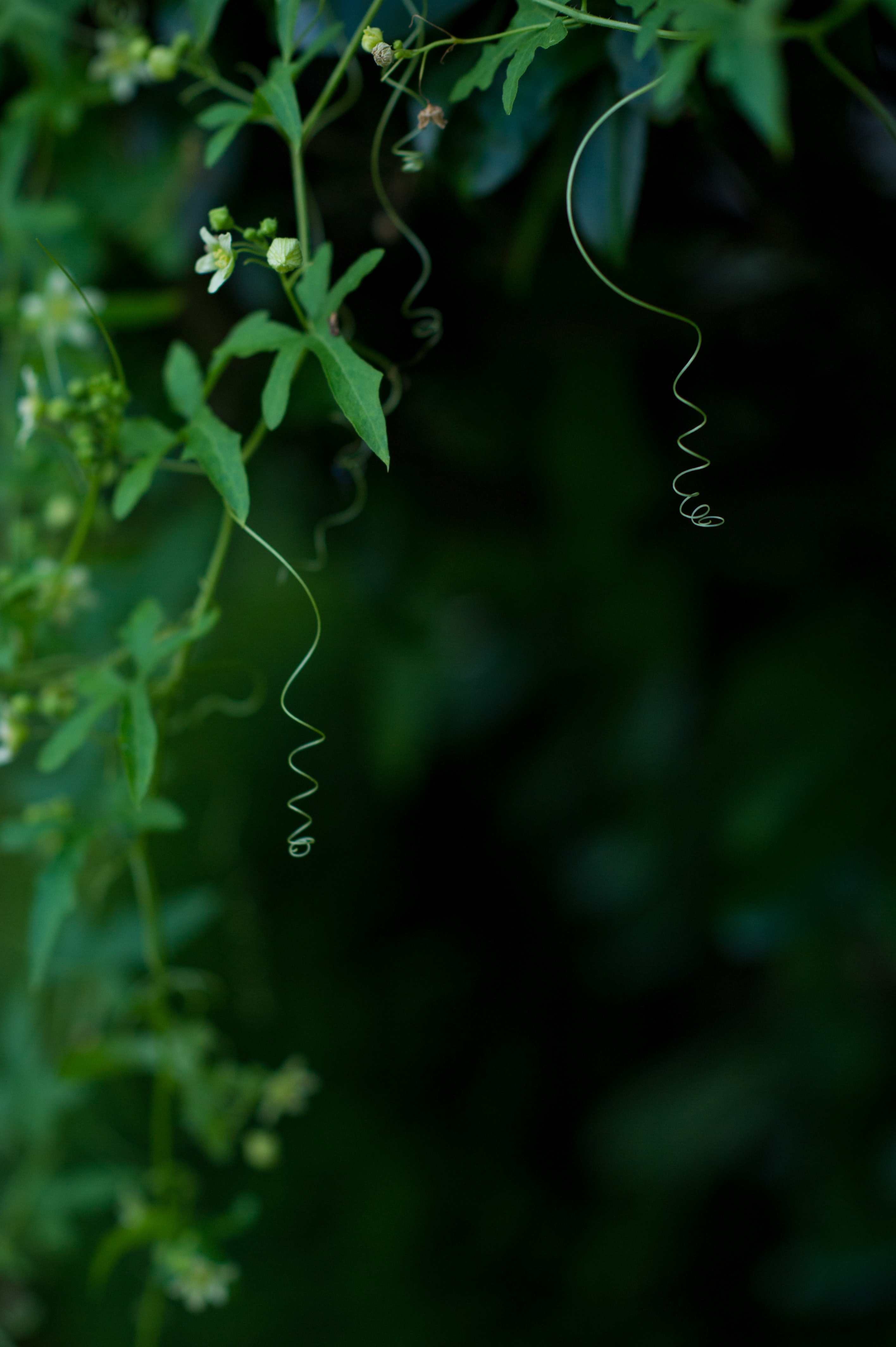 Laden Sie das Pflanze, Makro, Blühen, Efeu, Ivy, Blühenden-Bild kostenlos auf Ihren PC-Desktop herunter