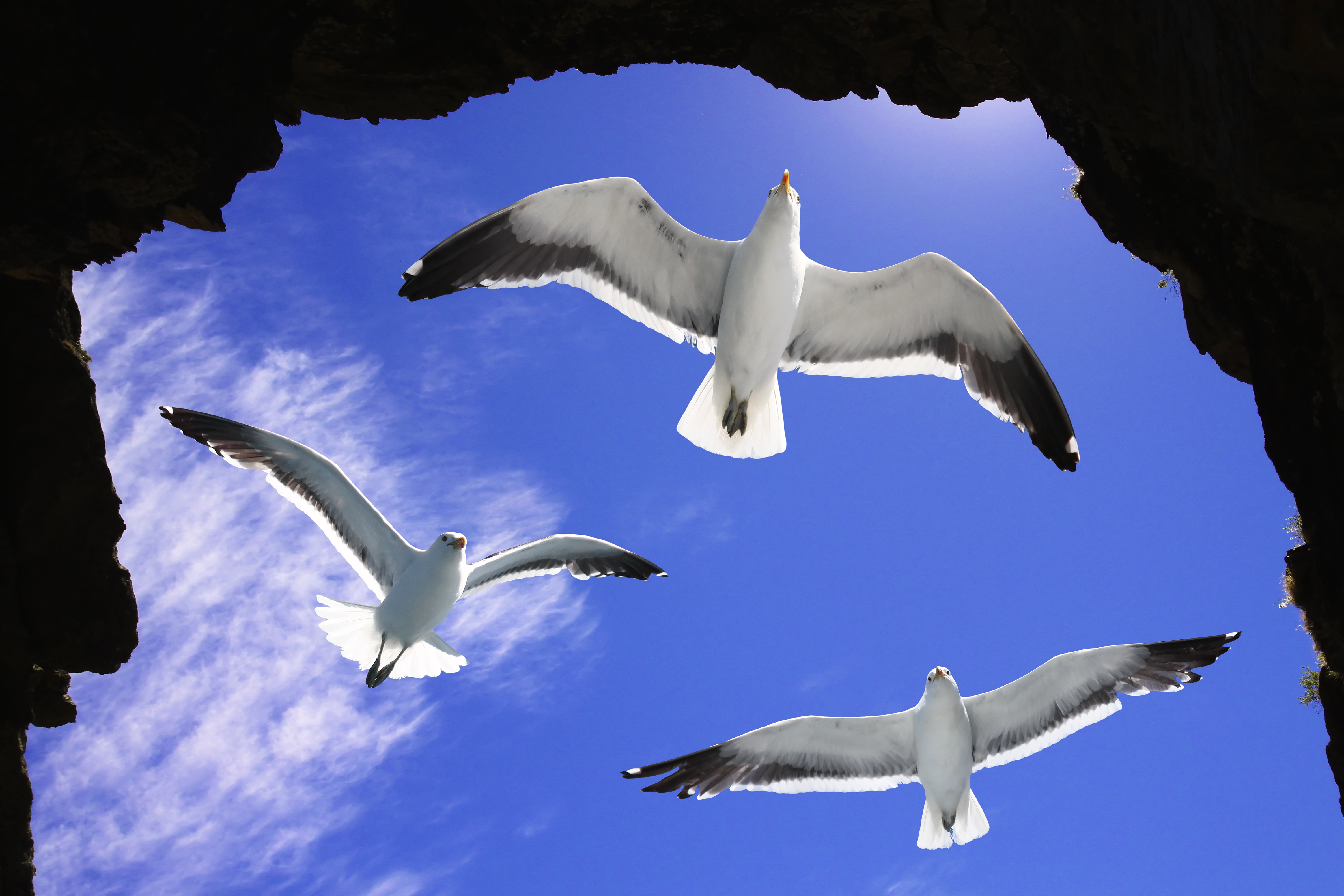 Download mobile wallpaper Birds, Animal, Seagull, Flying for free.