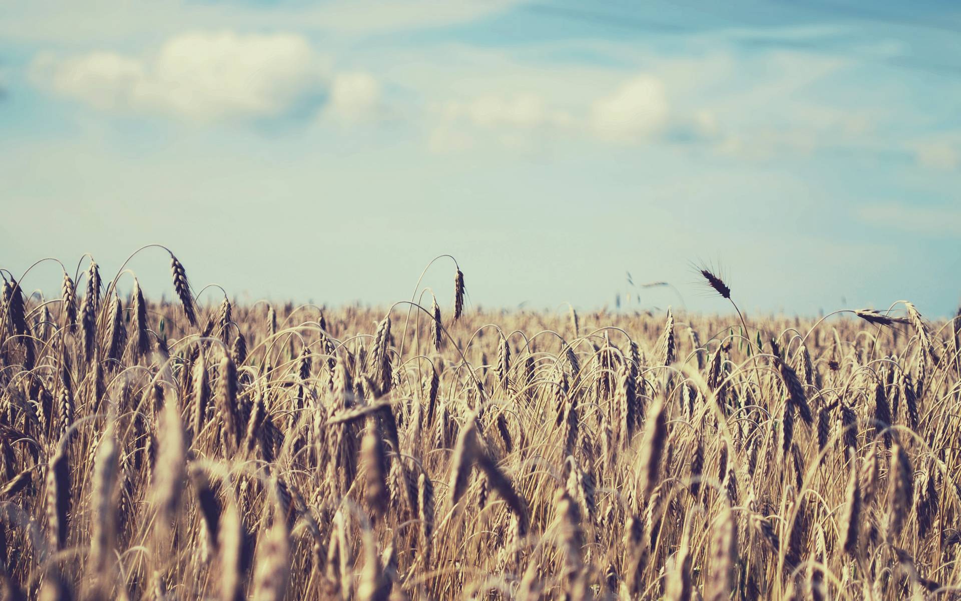 Handy-Wallpaper Weizen, Erde/natur kostenlos herunterladen.