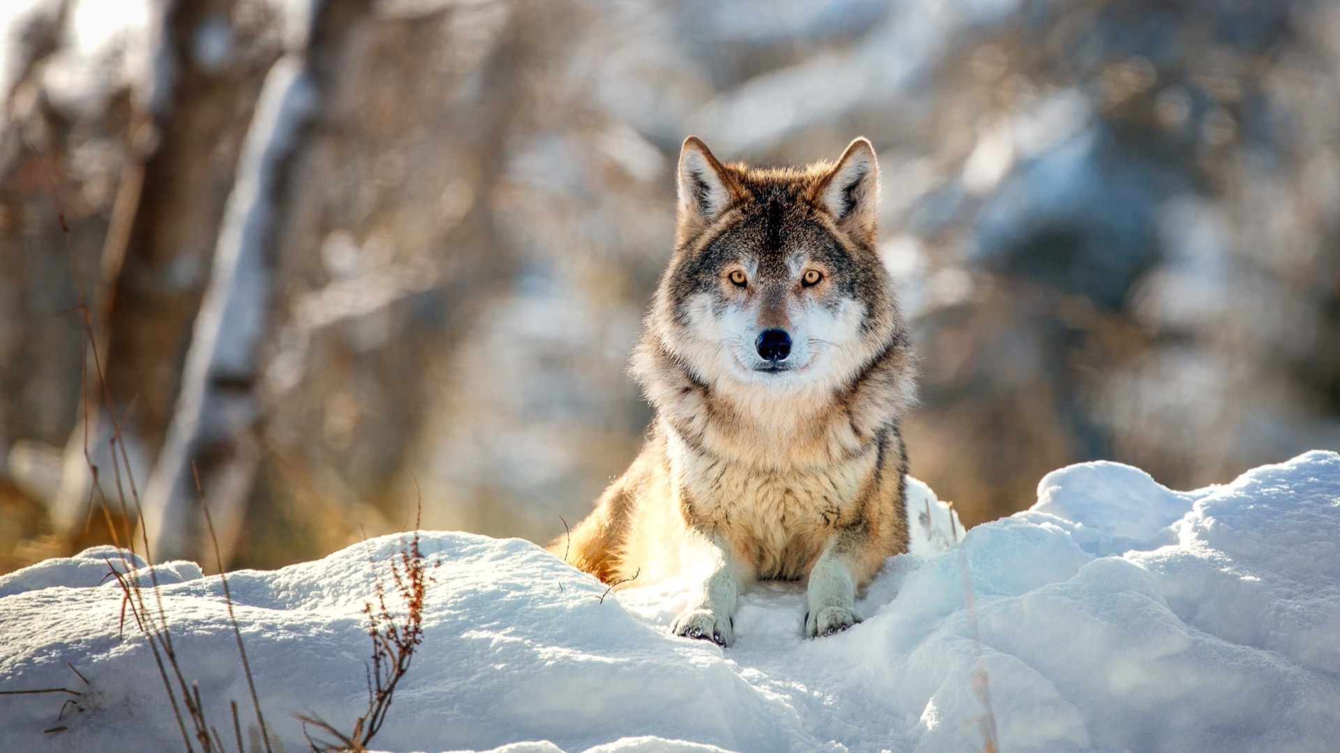 Téléchargez des papiers peints mobile Animaux, Loup, Neiger, Wolves gratuitement.