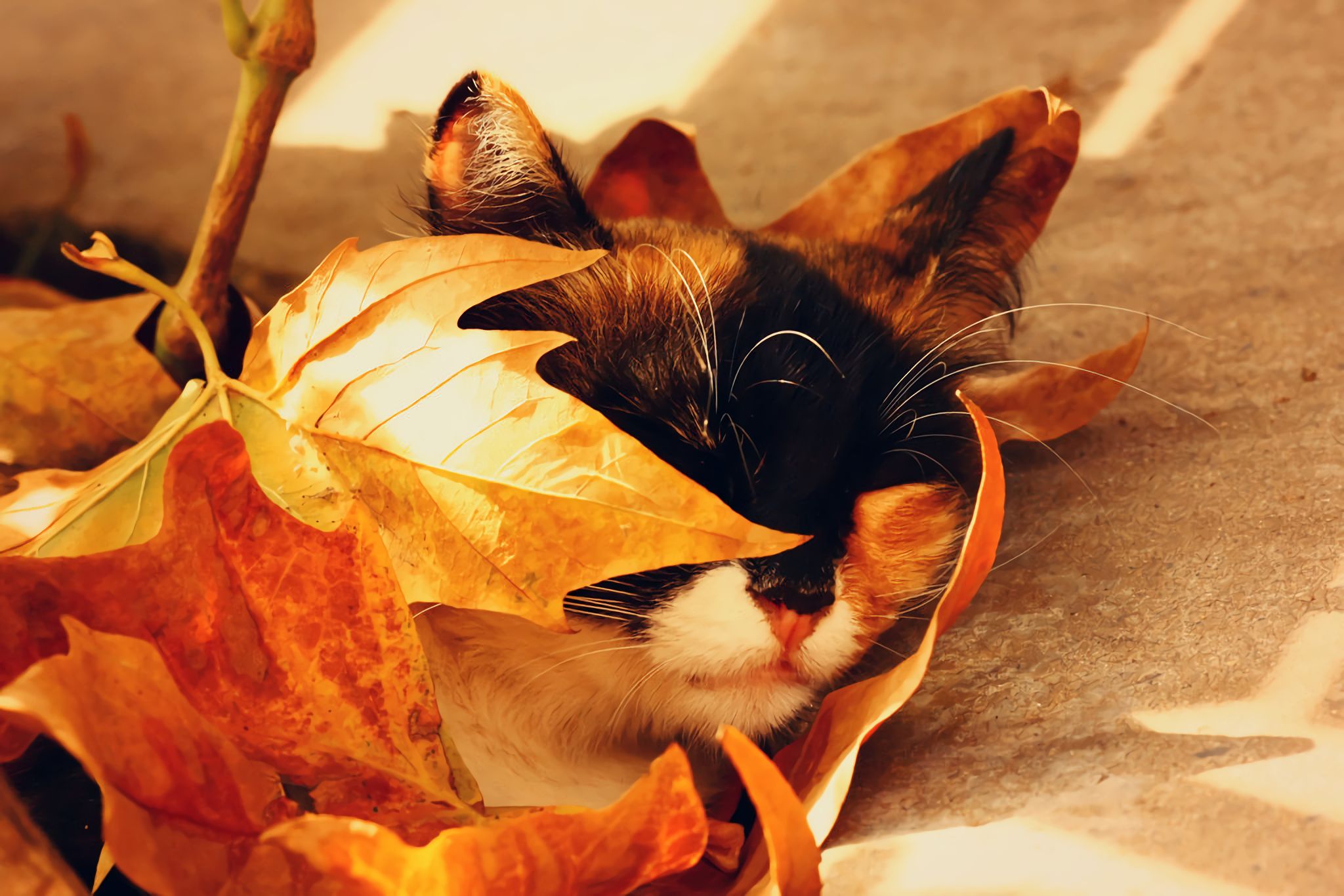 Download mobile wallpaper Cats, Cat, Leaf, Fall, Animal, Sleeping, Cute for free.