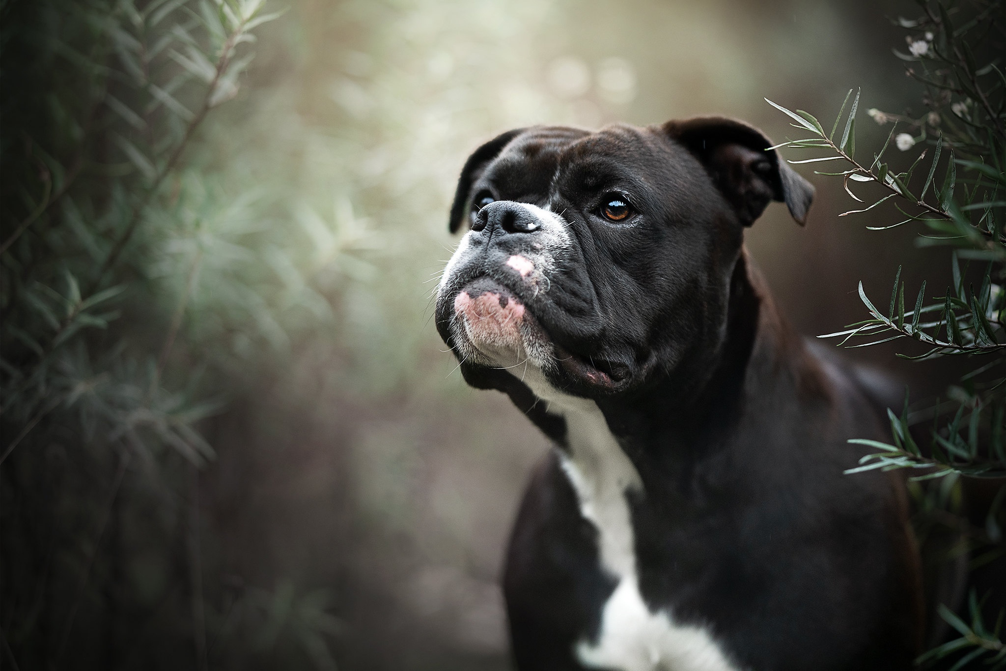 Free download wallpaper Dogs, Dog, Animal, Boxer, Boxer (Dog) on your PC desktop