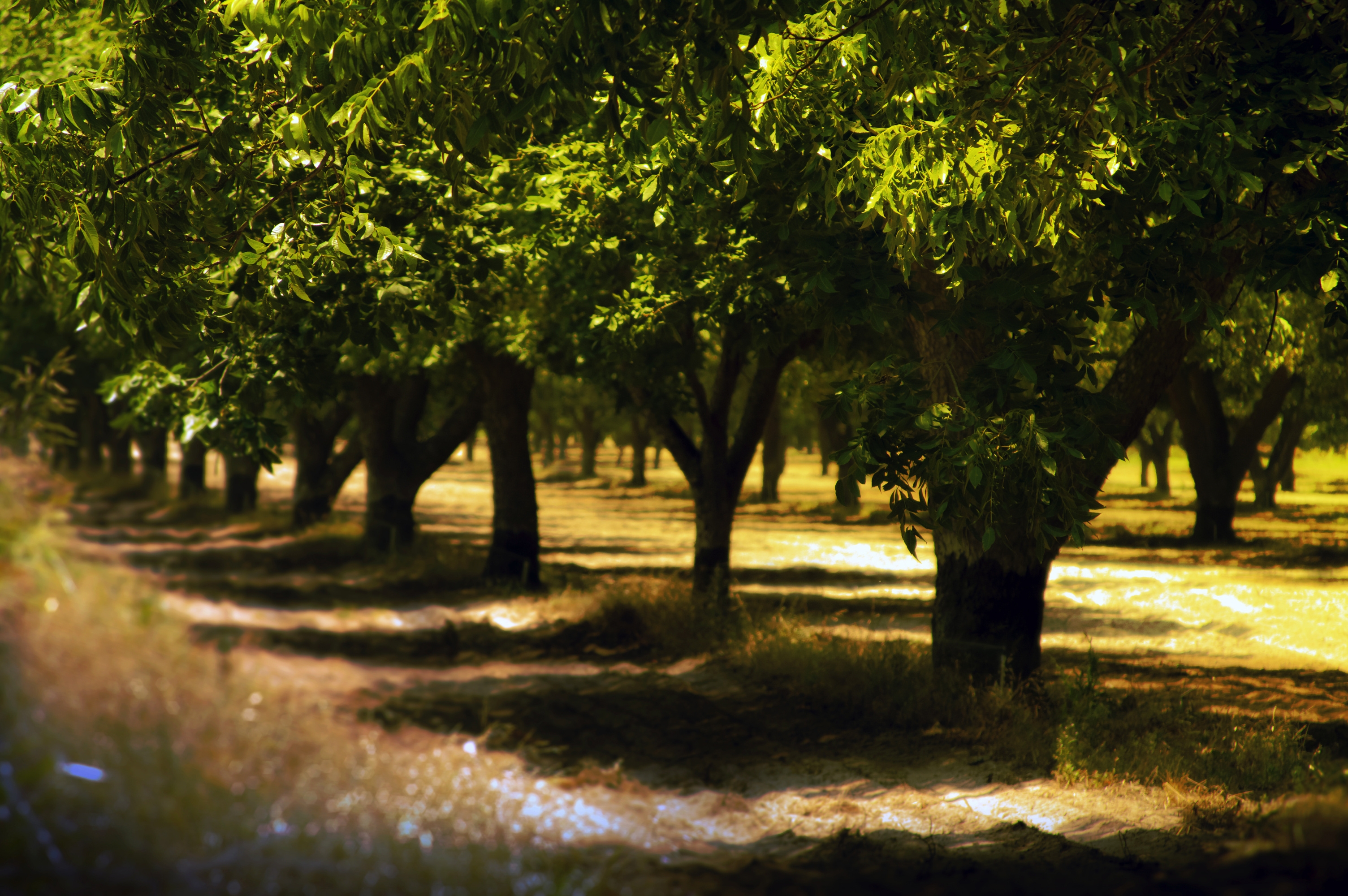 Free download wallpaper Nature, Trees, Summer, Shadows, Park on your PC desktop