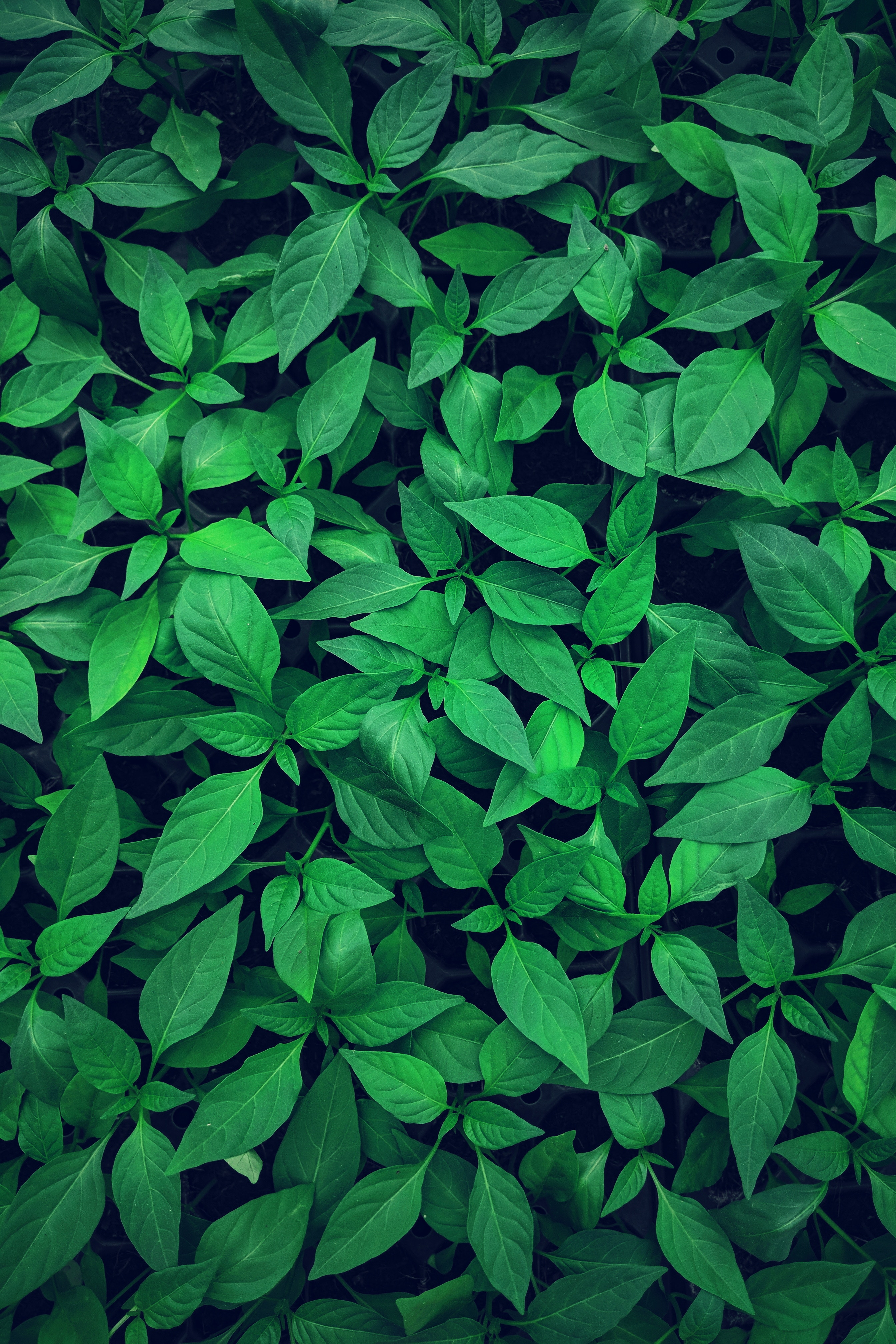 green, plant, nature, leaves, light, vegetation, light coloured Smartphone Background