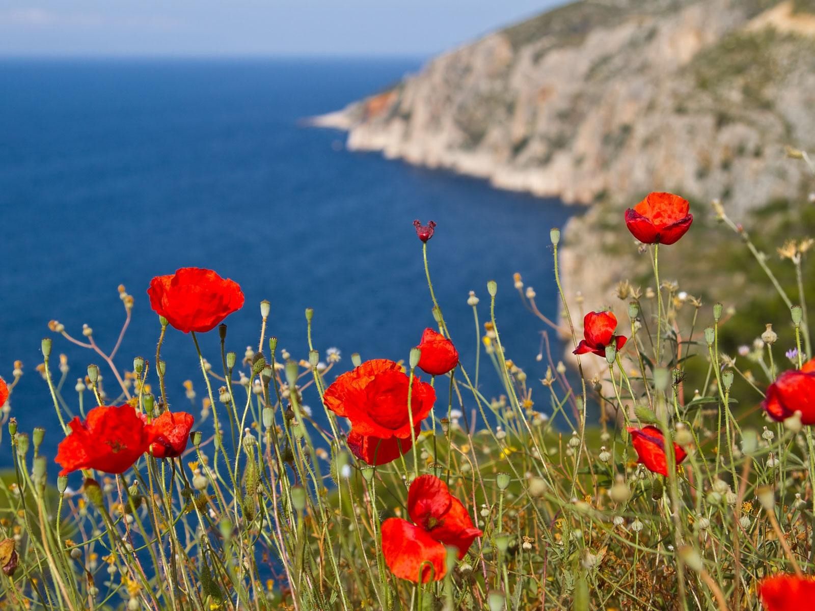 Free download wallpaper Slope, Poppies, Flowers, Sea, Mountains on your PC desktop
