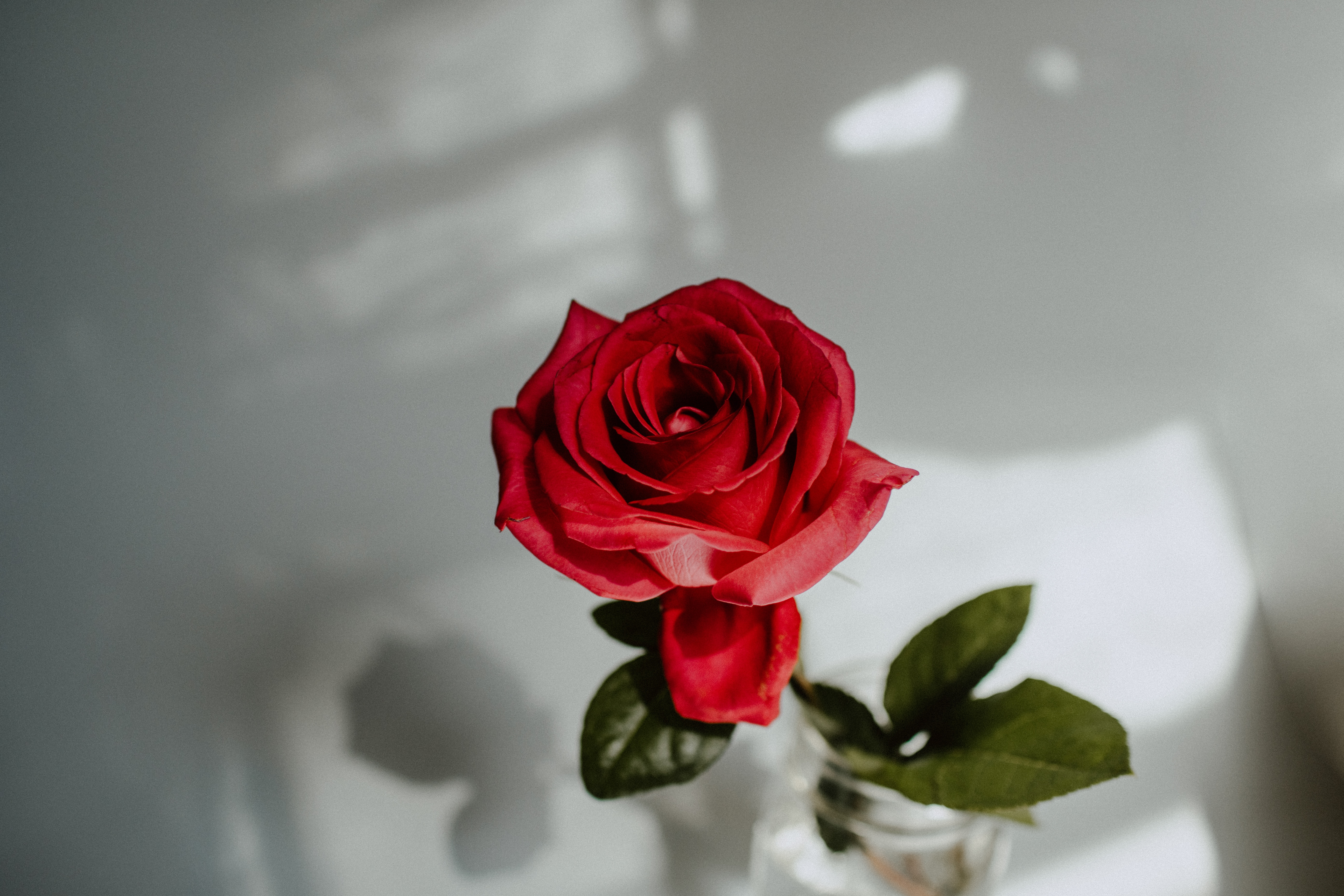 flower, rose, close up, flowers, rose flower, red cellphone