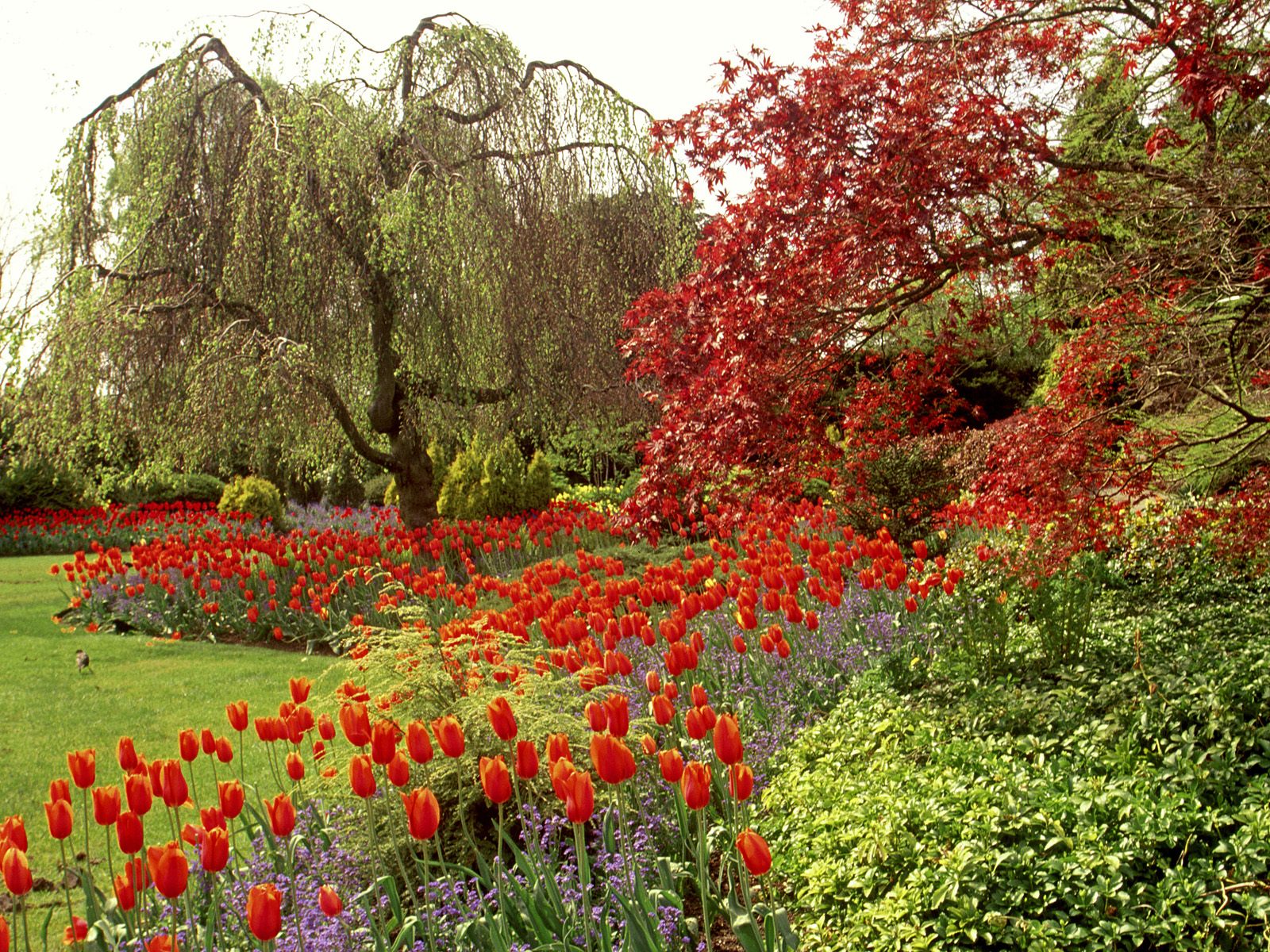 Descarga gratuita de fondo de pantalla para móvil de Tulipán, Jardín, Hecho Por El Hombre, Árbol, Flor.