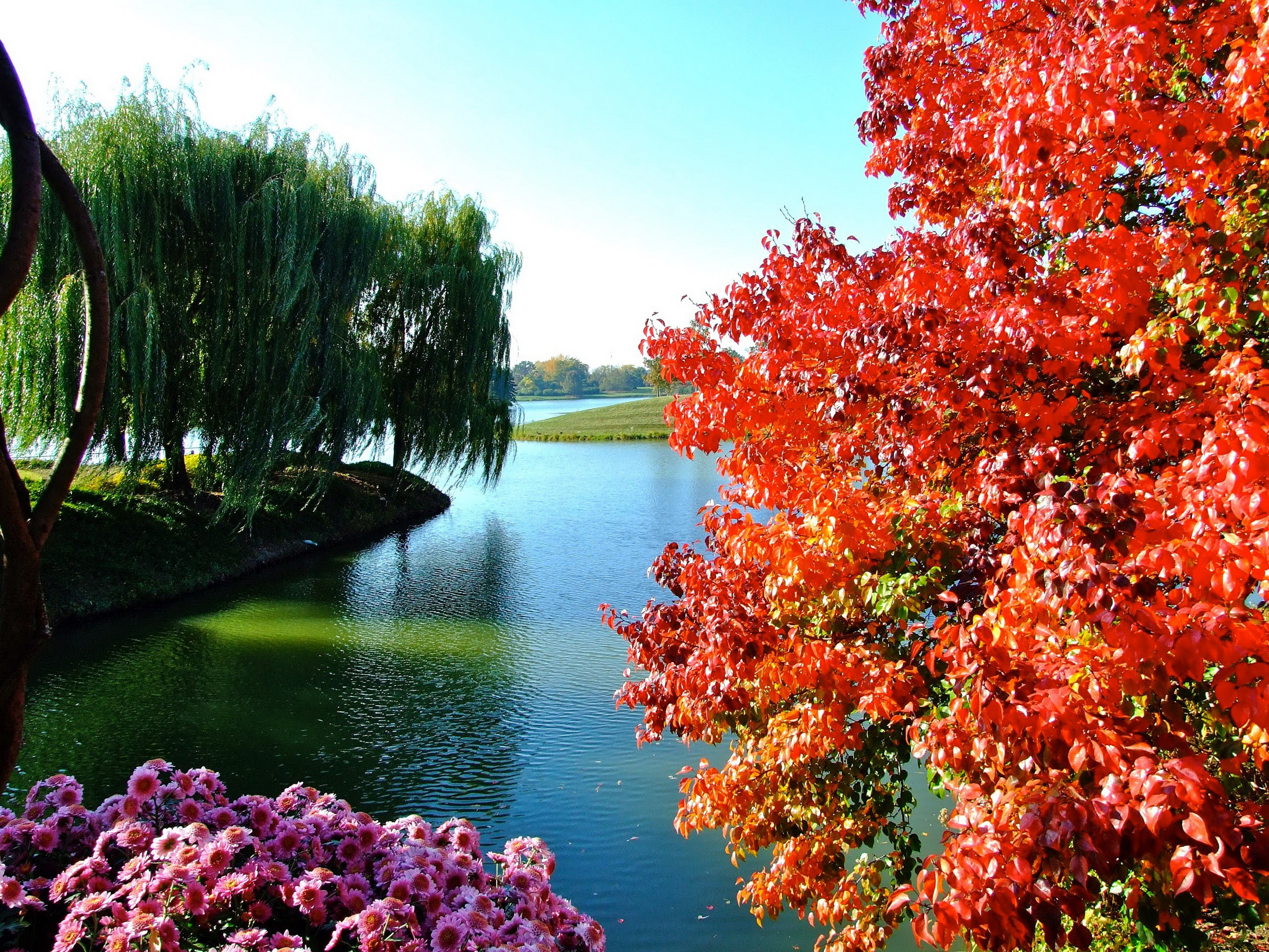 無料モバイル壁紙木, 湖, 花, 公園, カラフル, 写真撮影をダウンロードします。