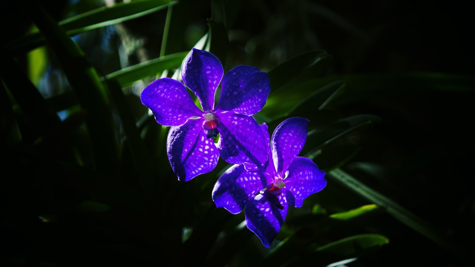 Baixar papel de parede para celular de Orquídea, Flores, Terra/natureza gratuito.