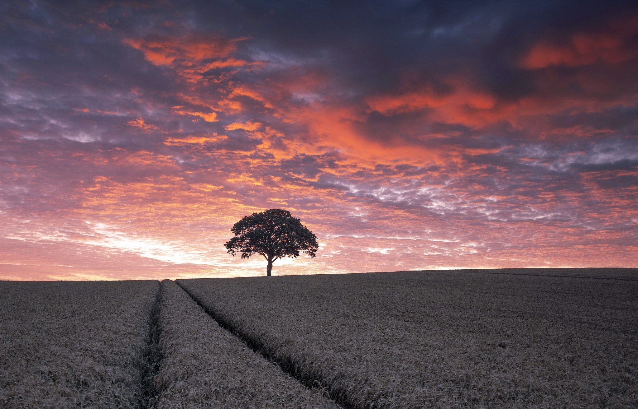 Download mobile wallpaper Nature, Sunset, Summer, Tree, Earth, Field, Cloud for free.