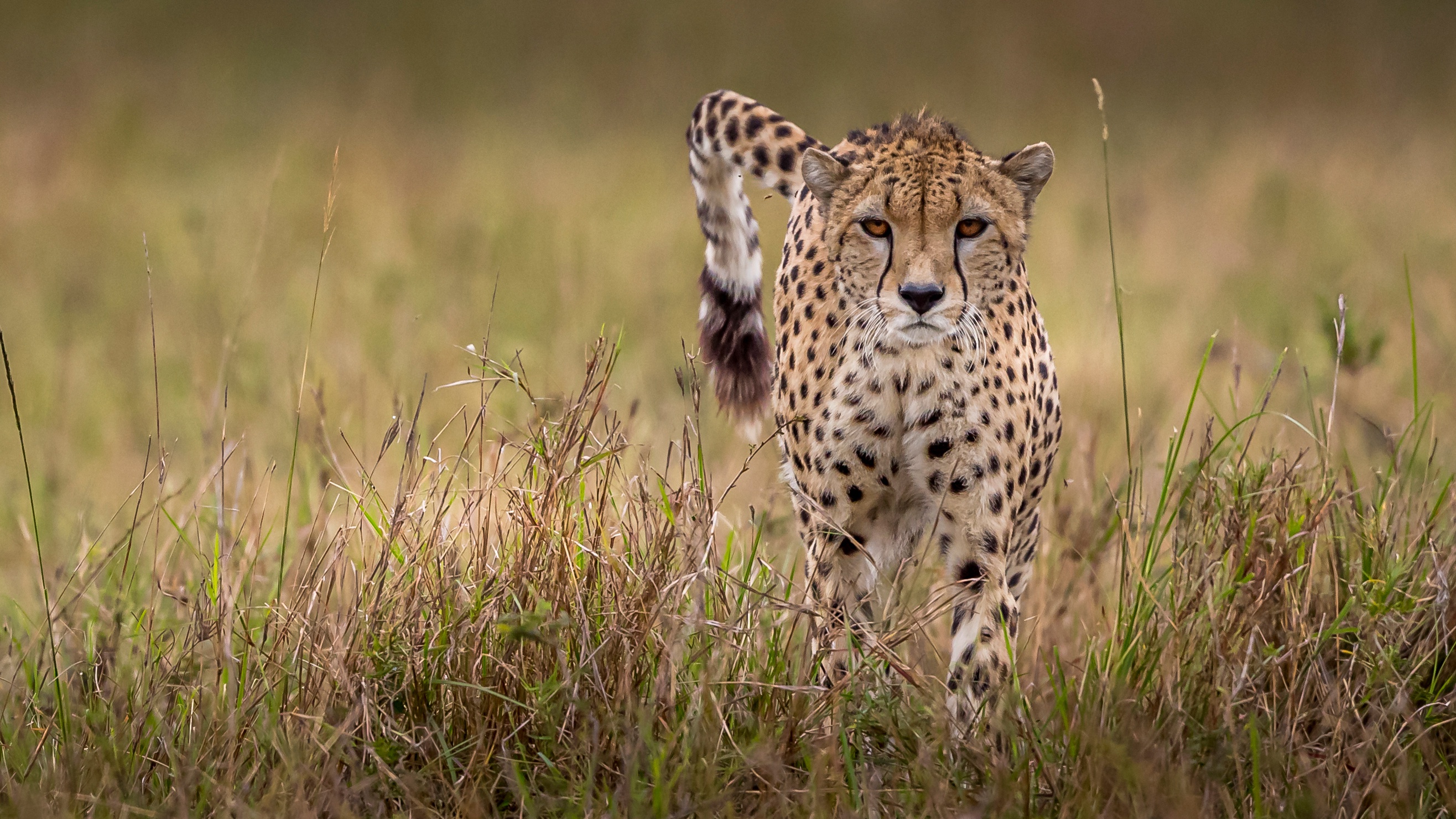 Laden Sie das Tiere, Katzen, Gepard-Bild kostenlos auf Ihren PC-Desktop herunter