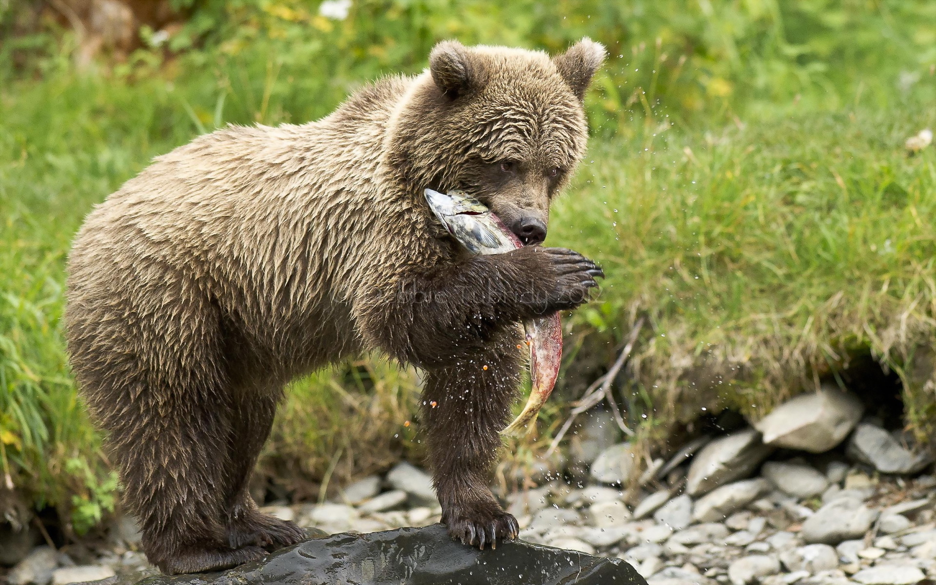 Baixar papel de parede para celular de Animais, Urso, Ursos gratuito.