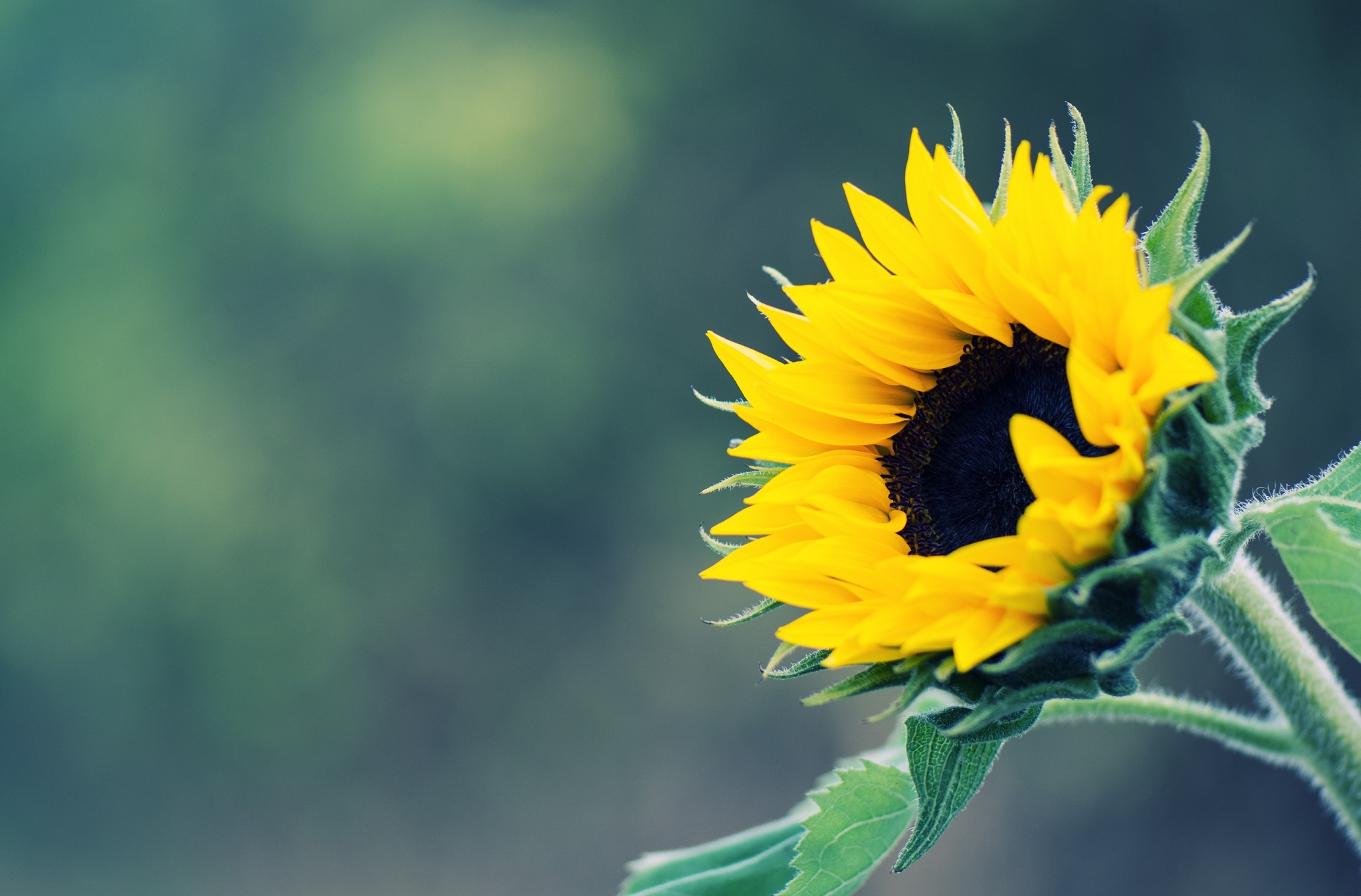 Free download wallpaper Nature, Flowers, Flower, Earth, Bokeh, Sunflower, Yellow Flower on your PC desktop