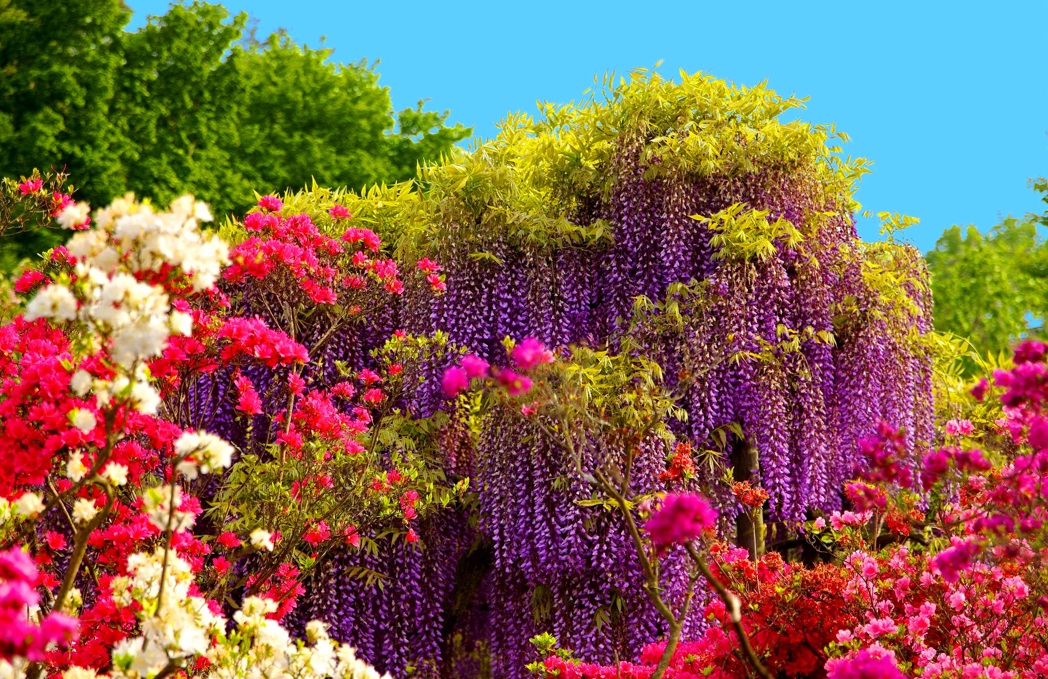 845212 скачать картинку весна, глициния, фиолетовый цветок, земля/природа, цветок, розовый цветок - обои и заставки бесплатно