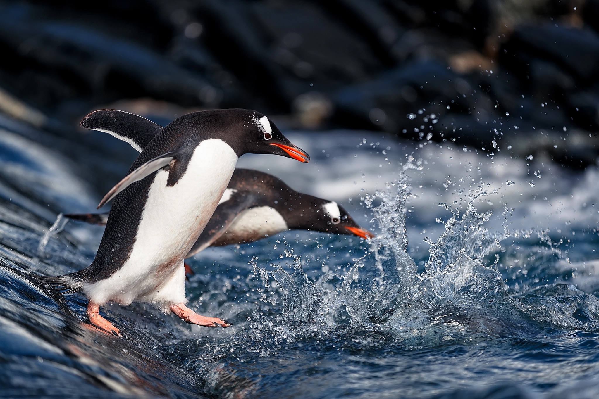 Free download wallpaper Birds, Animal, Penguin on your PC desktop