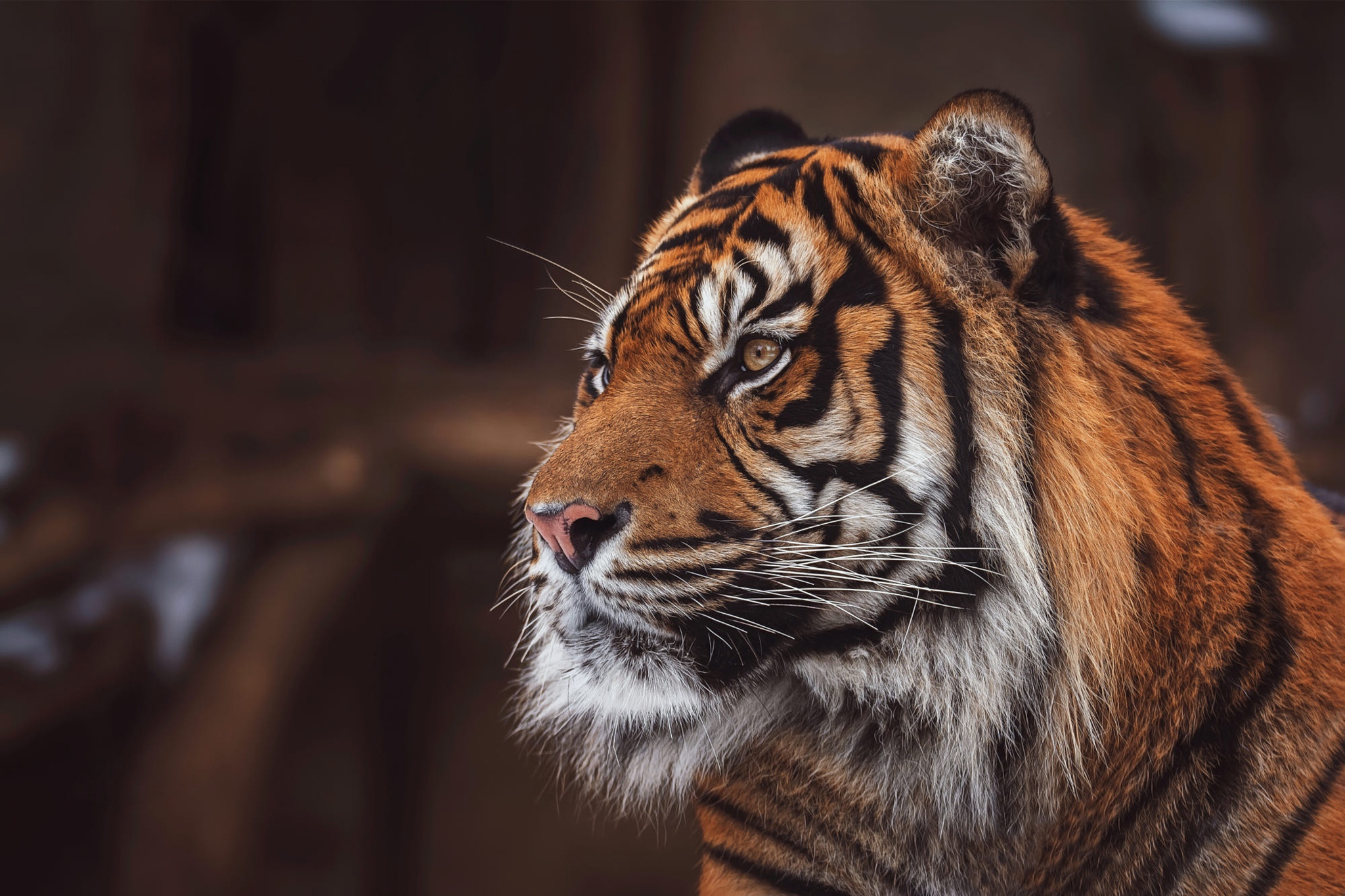 Free download wallpaper Cats, Tiger, Animal on your PC desktop