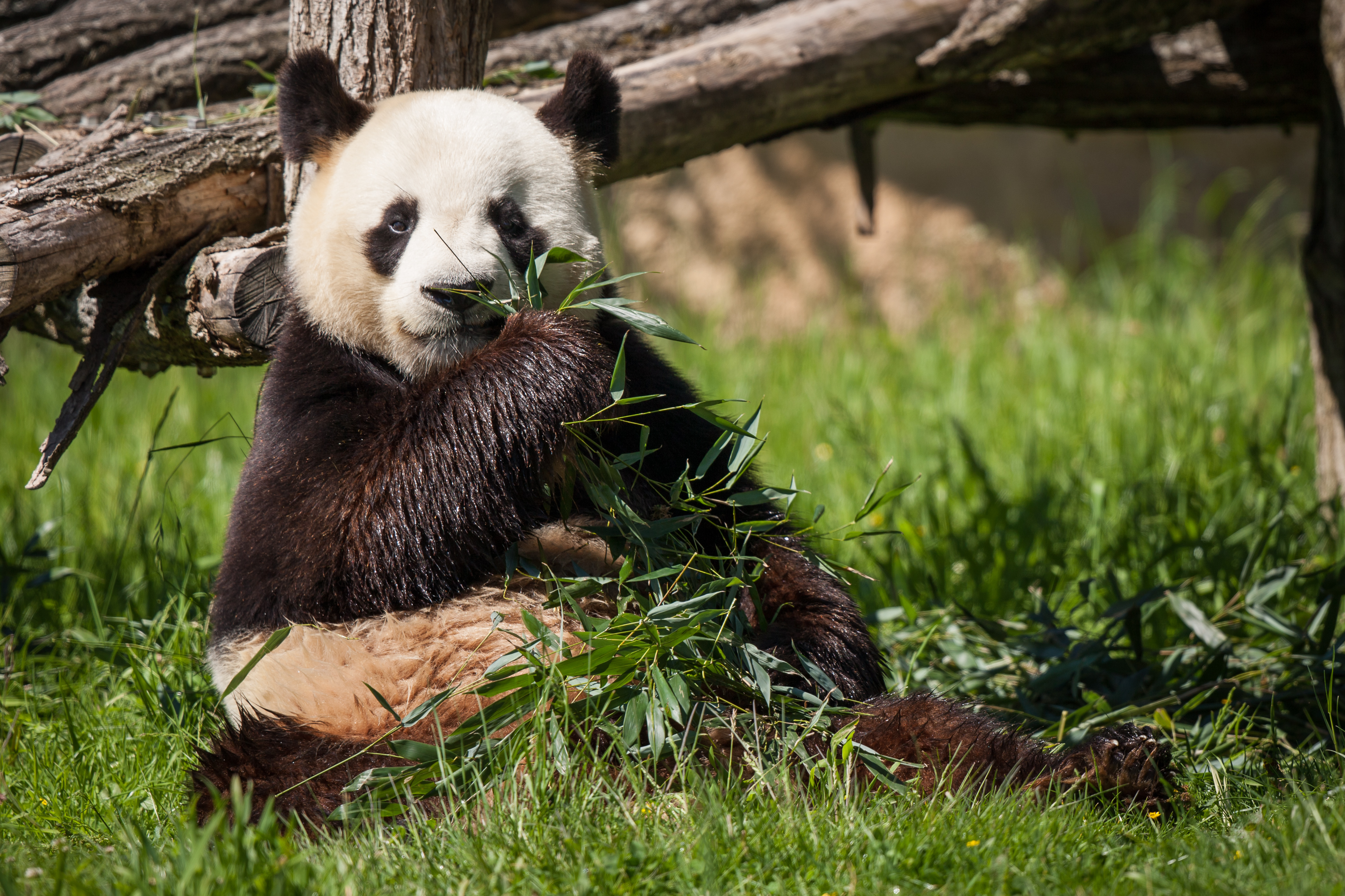 Free download wallpaper Grass, Bear, Bamboo, Animals, Panda on your PC desktop