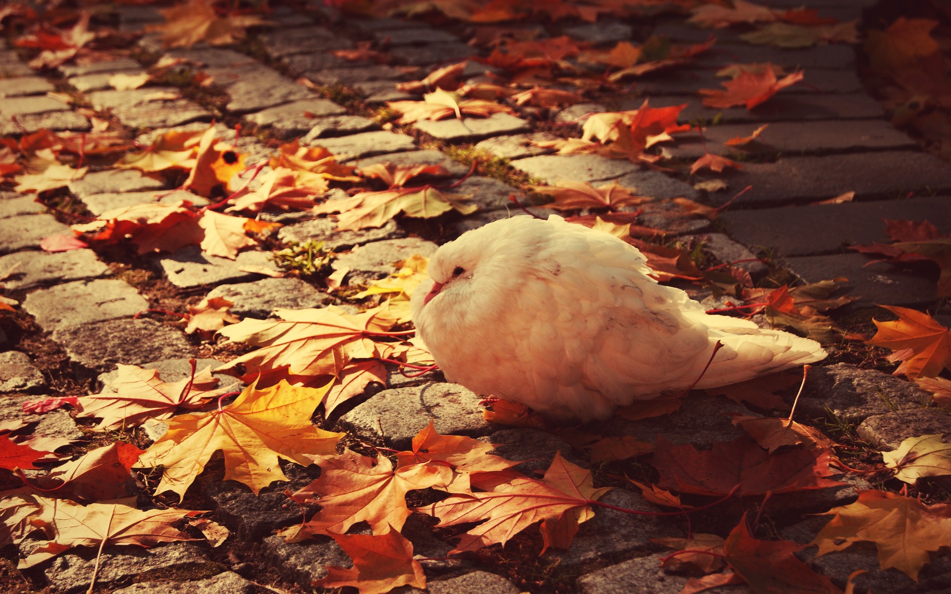 Descarga gratuita de fondo de pantalla para móvil de Animales, Aves, Ave.