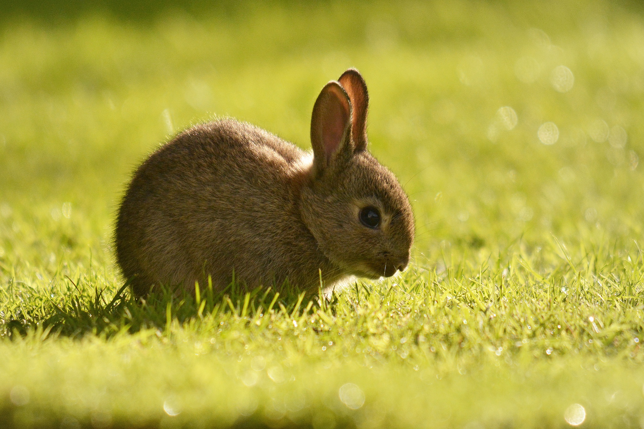 Download mobile wallpaper Grass, Animal, Rabbit for free.