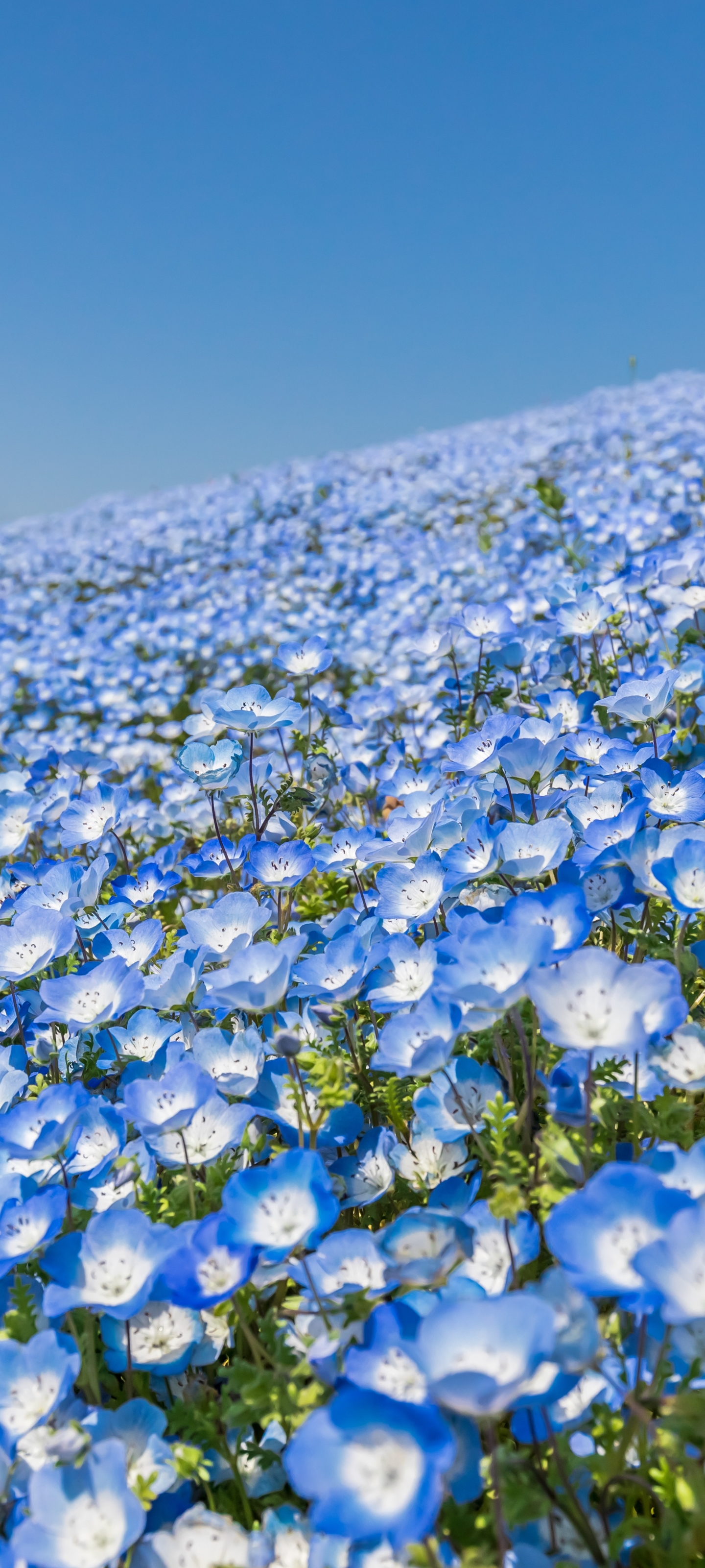 Free download wallpaper Flowers, Flower, Earth, Blue Flower on your PC desktop