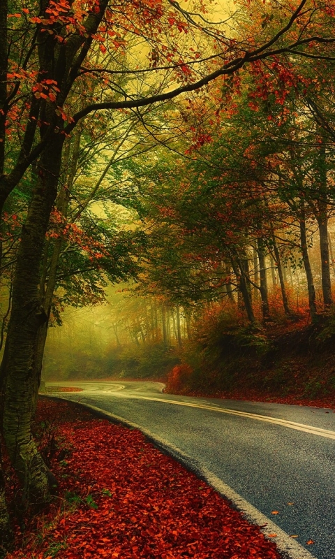 Скачать картинку Осень, Дорога, Лес, Дерево, Падать, Сделано Человеком в телефон бесплатно.