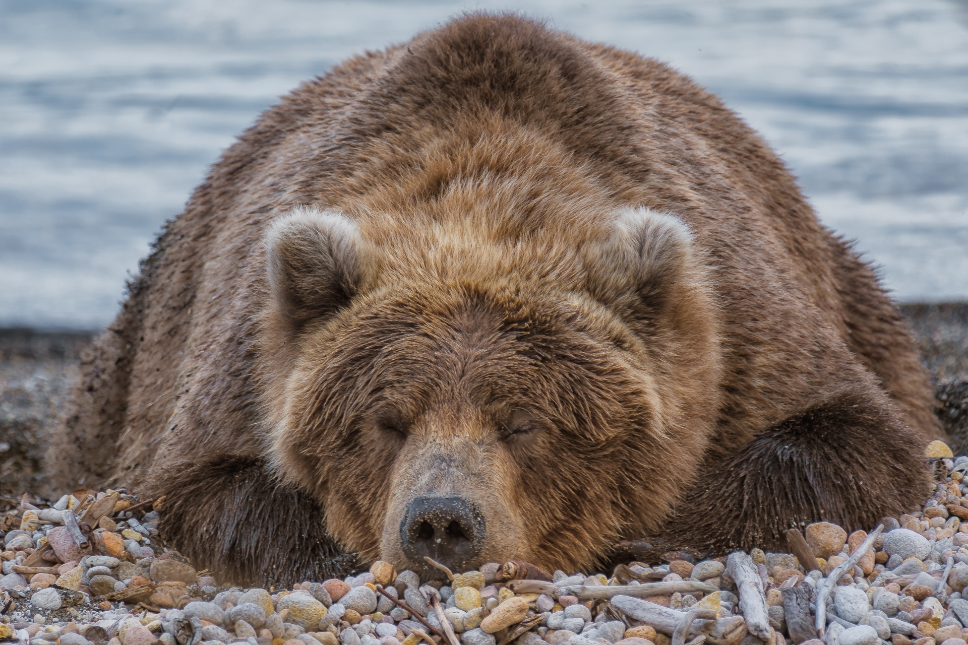 Download mobile wallpaper Bears, Bear, Animal, Sleeping for free.