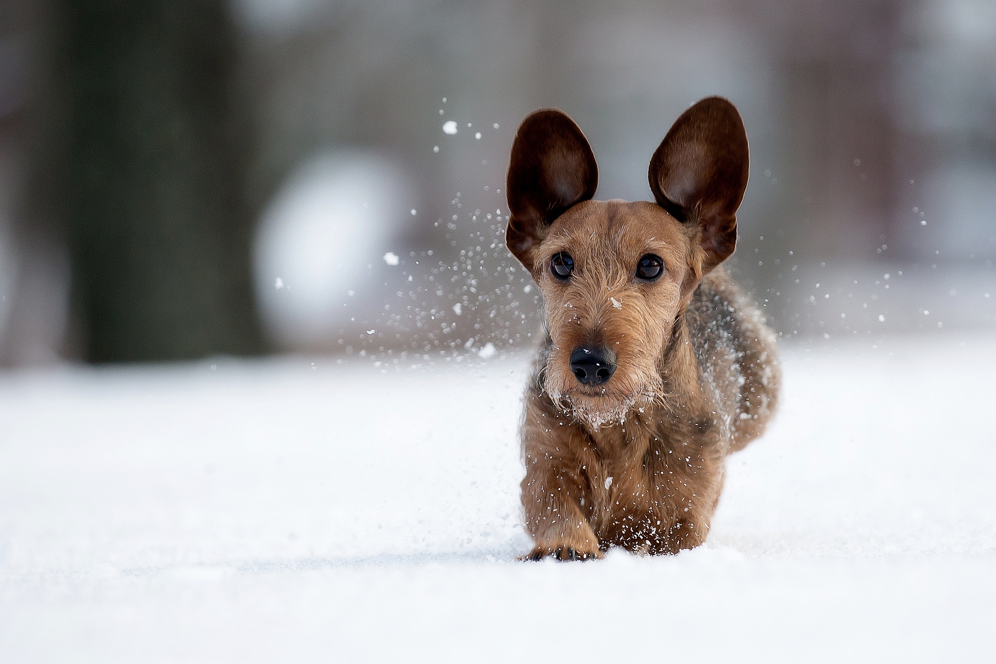PCデスクトップに動物, 冬, 犬, 銃口, 被写界深度画像を無料でダウンロード