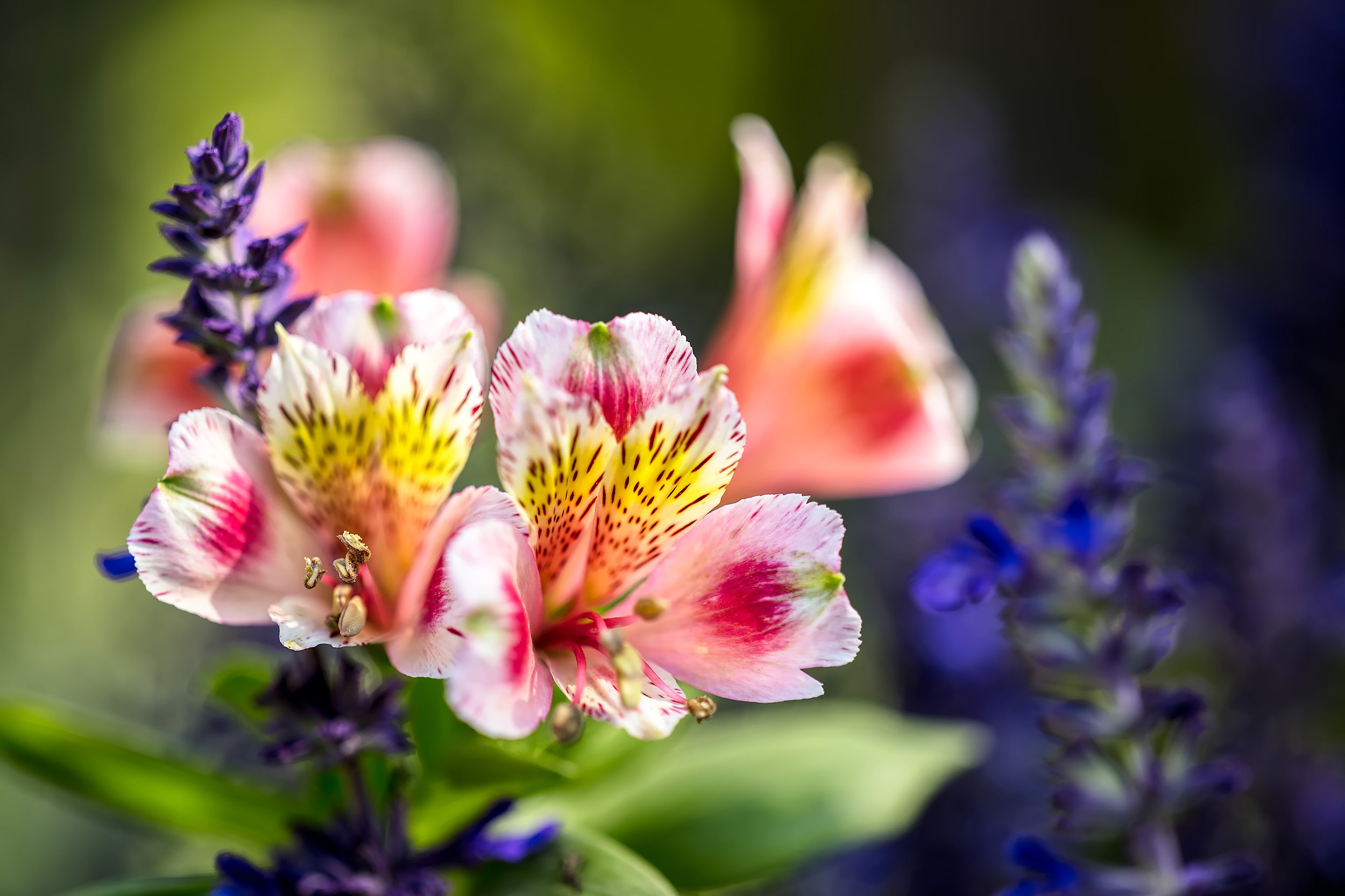 Free download wallpaper Nature, Flowers, Flower, Blur, Earth, Purple Flower, Pink Flower on your PC desktop