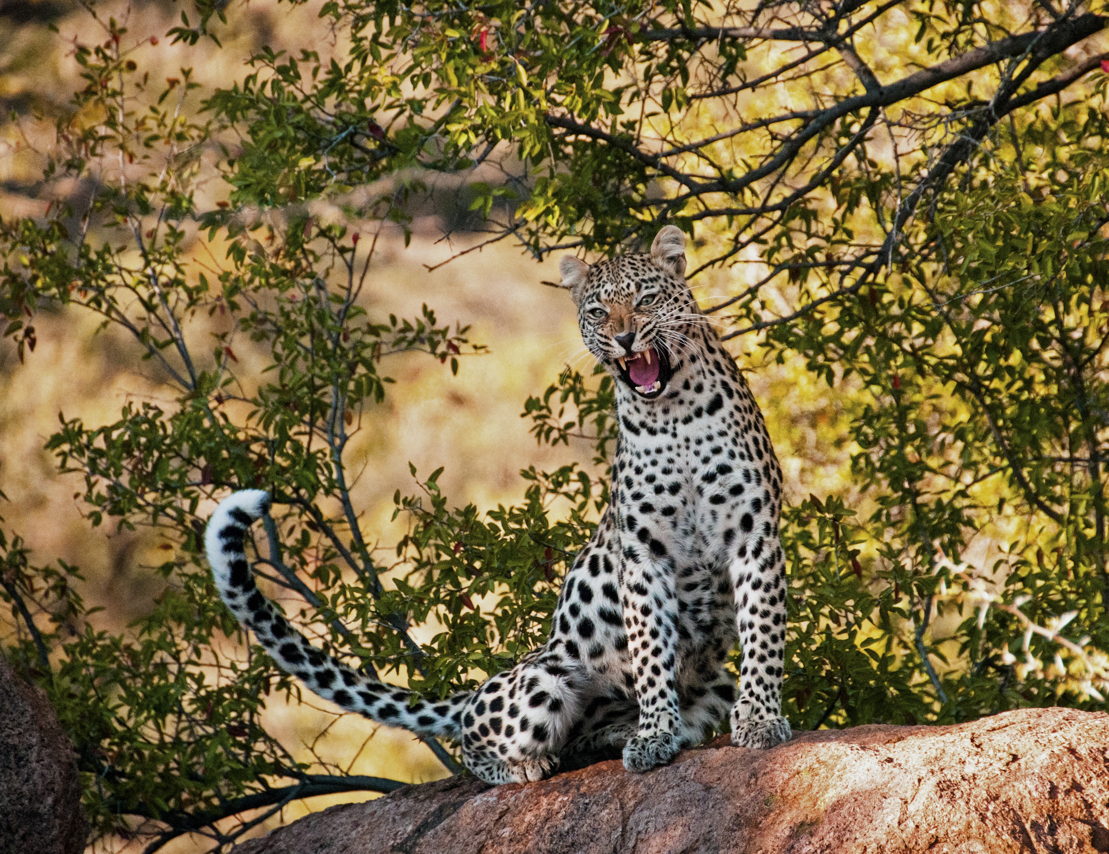Baixar papel de parede para celular de Leopardo, Gatos, Animais gratuito.