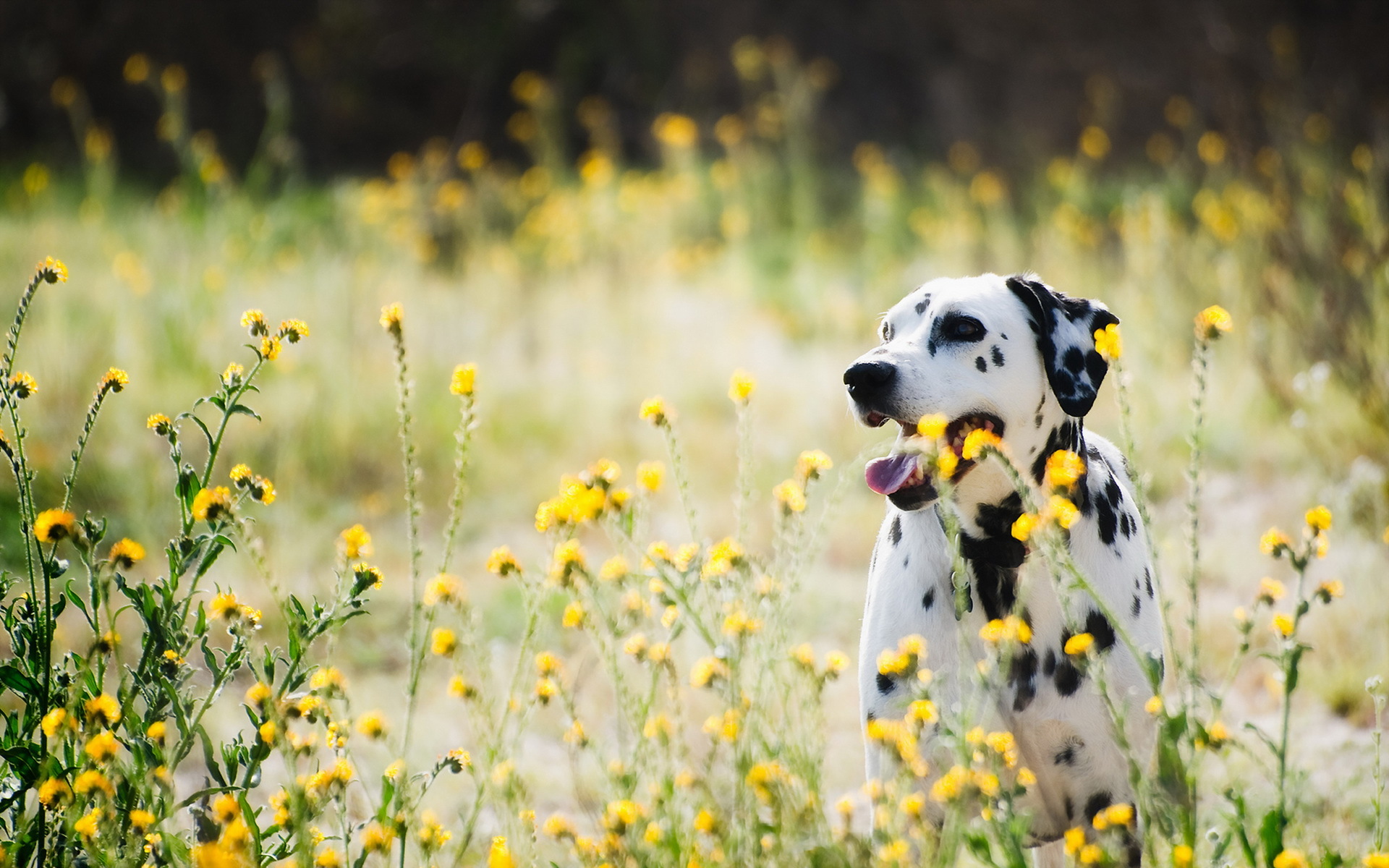 PCデスクトップに動物, 花, 犬, ダルメシアン, ボケ, 黄色い花画像を無料でダウンロード
