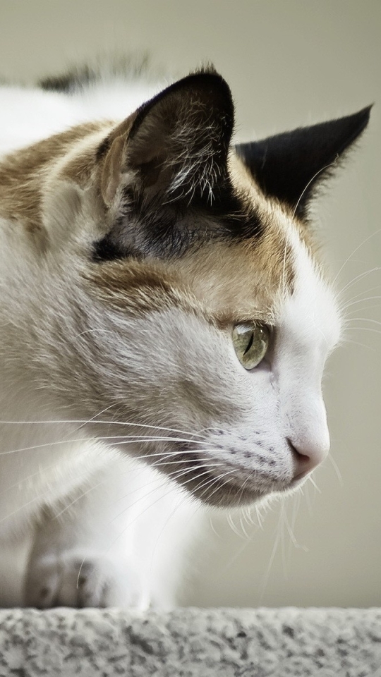 Téléchargez des papiers peints mobile Animaux, Chats, Chat gratuitement.