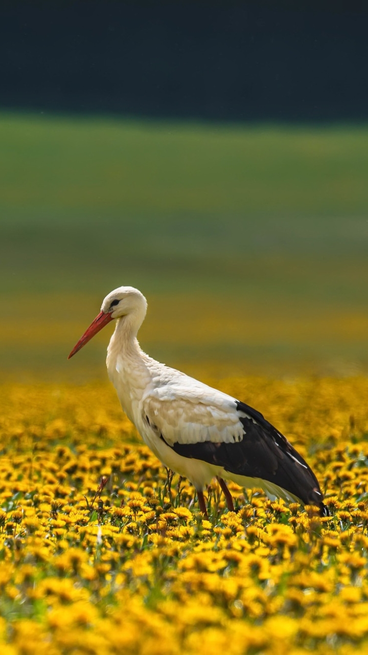 Download mobile wallpaper Birds, Summer, Bird, Animal, Stork, Yellow Flower, White Stork, Depth Of Field for free.