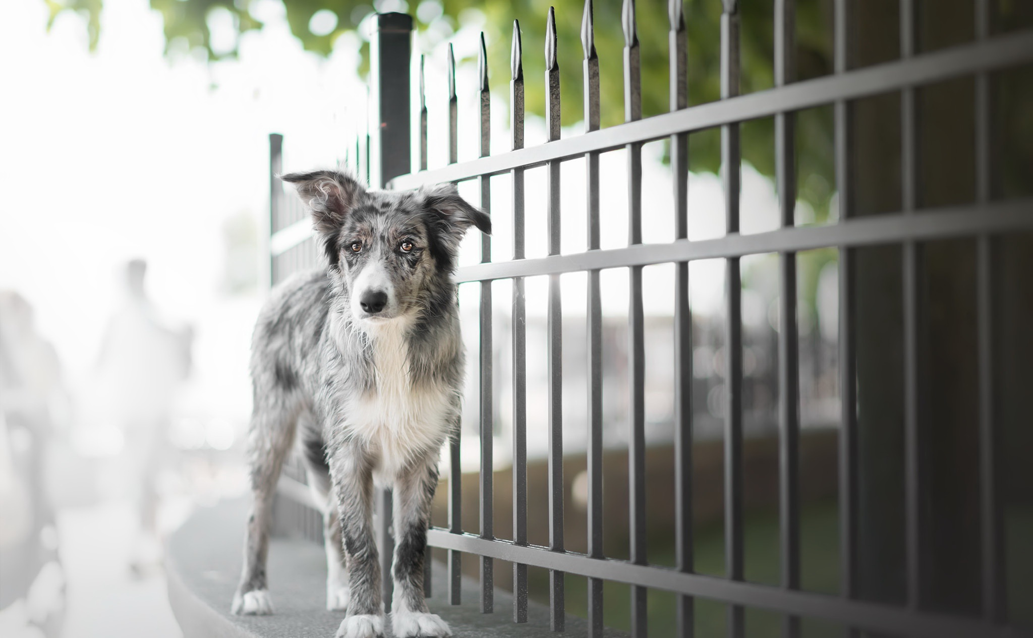 無料モバイル壁紙動物, 犬, フェンス, ボーダーコリー, 被写界深度をダウンロードします。